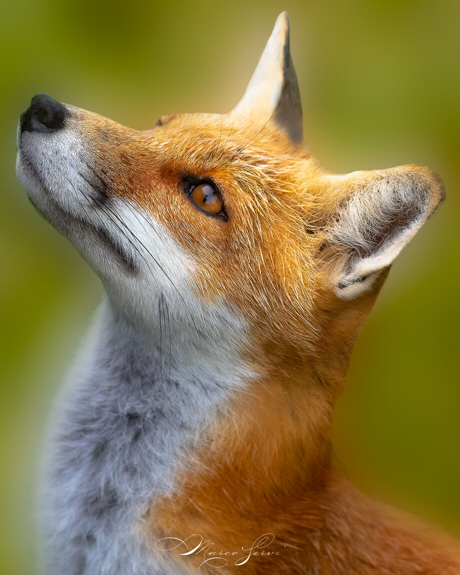 Red Fox, Into...