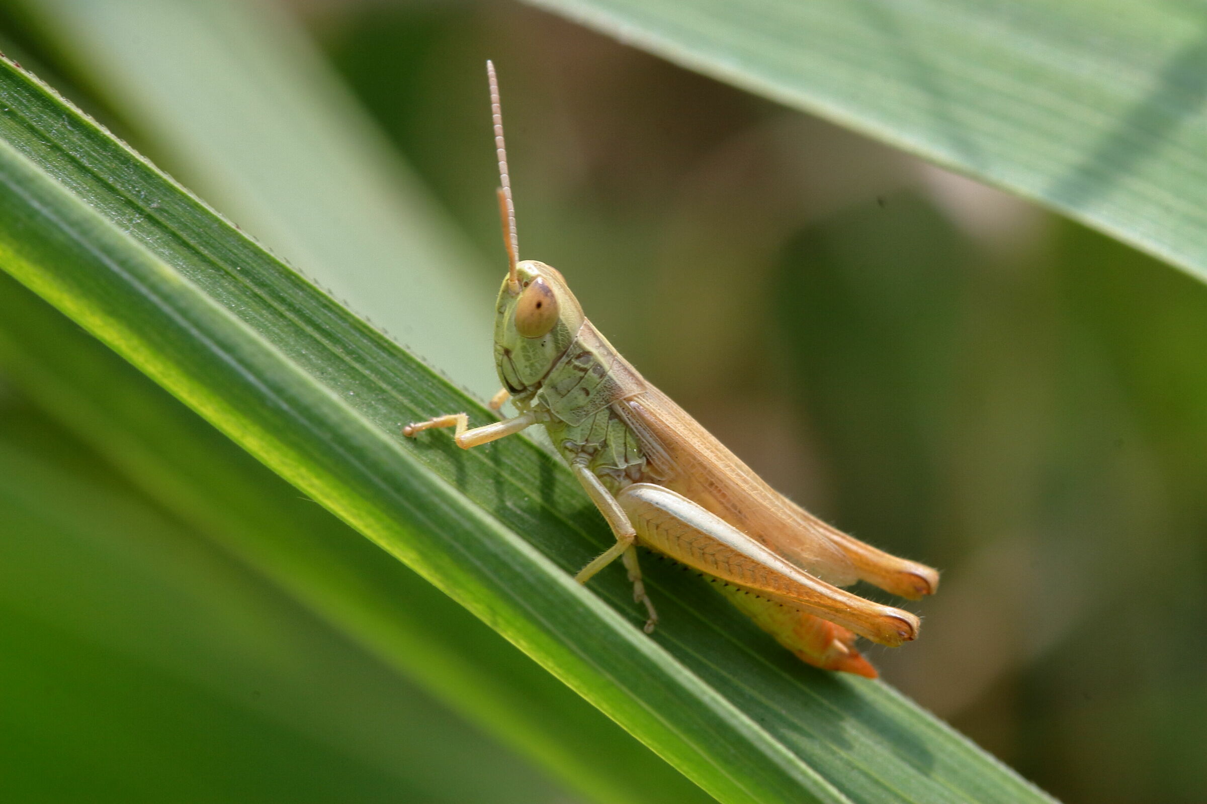 Tiny grasshopper...