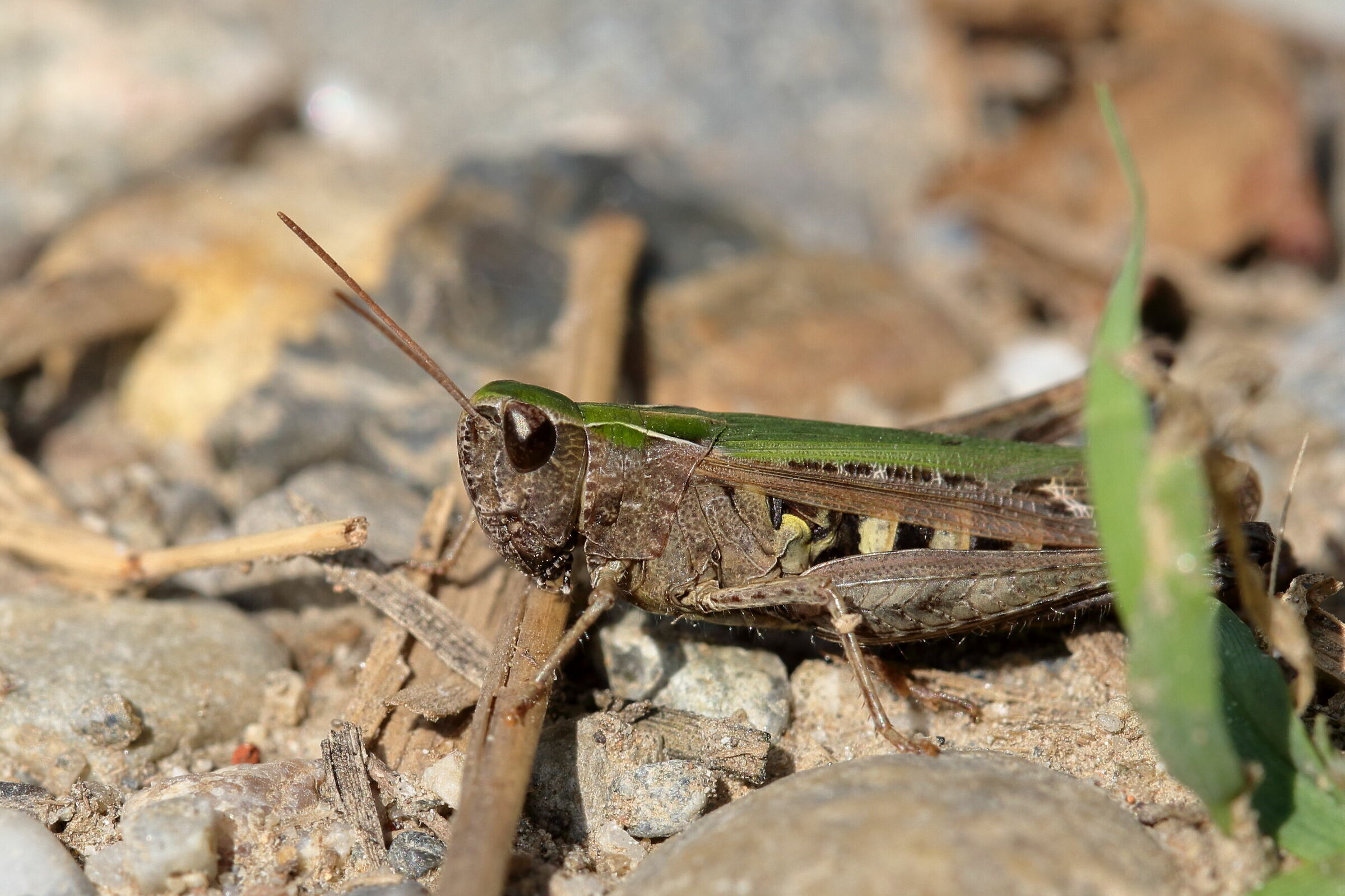 Another "unknown" grasshopper...