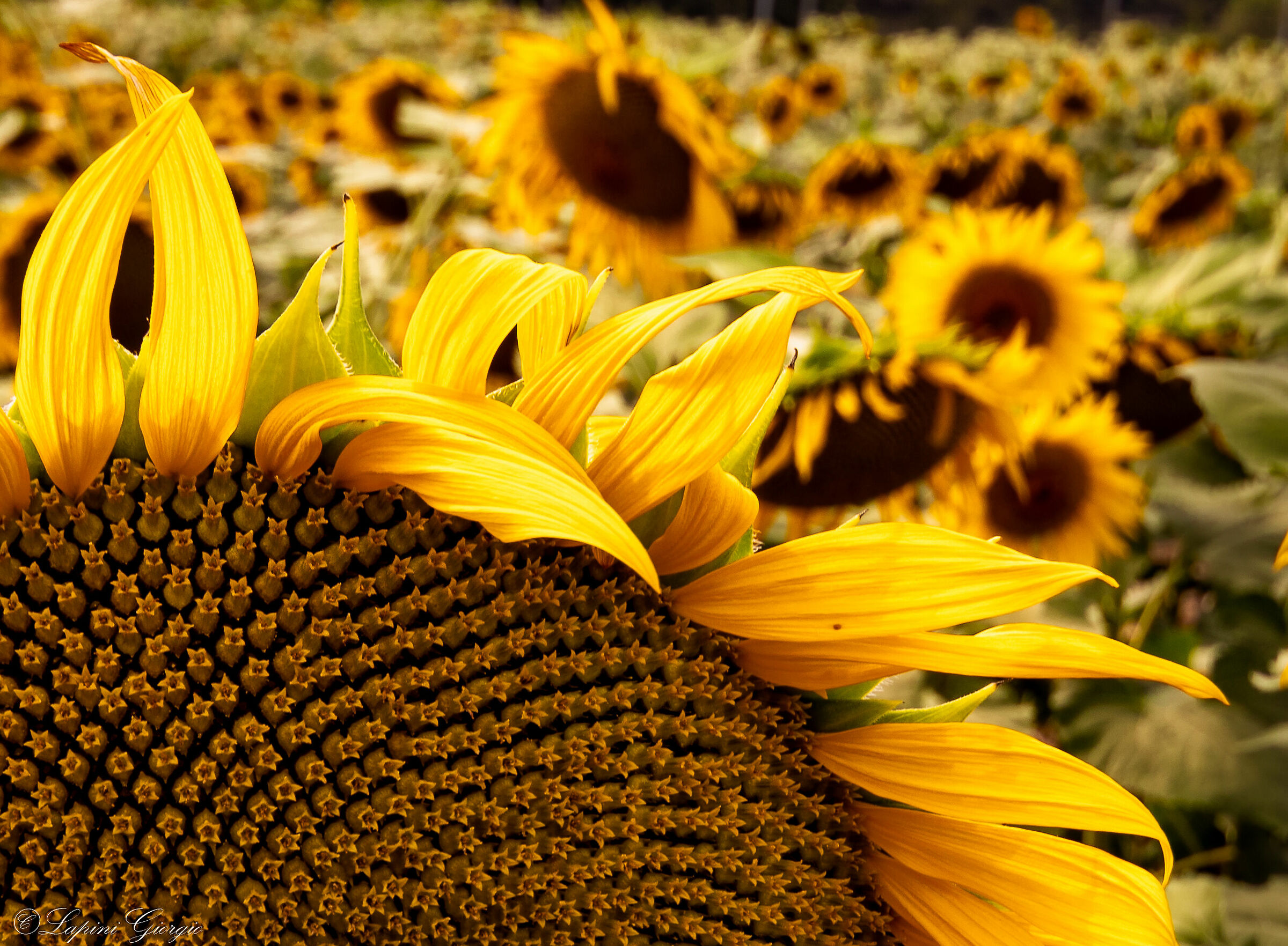 Sunflower details...