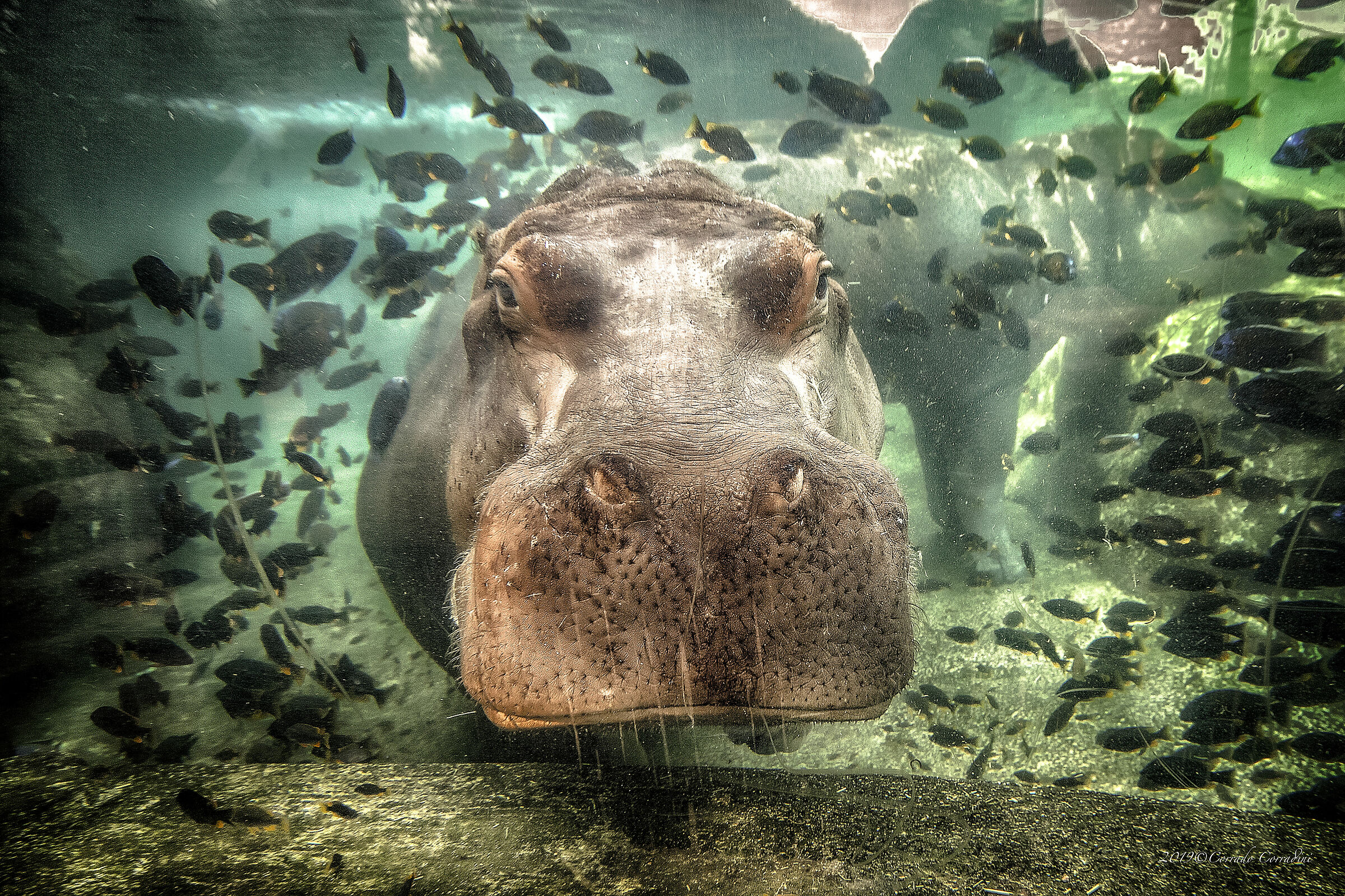 Hello Hippo...