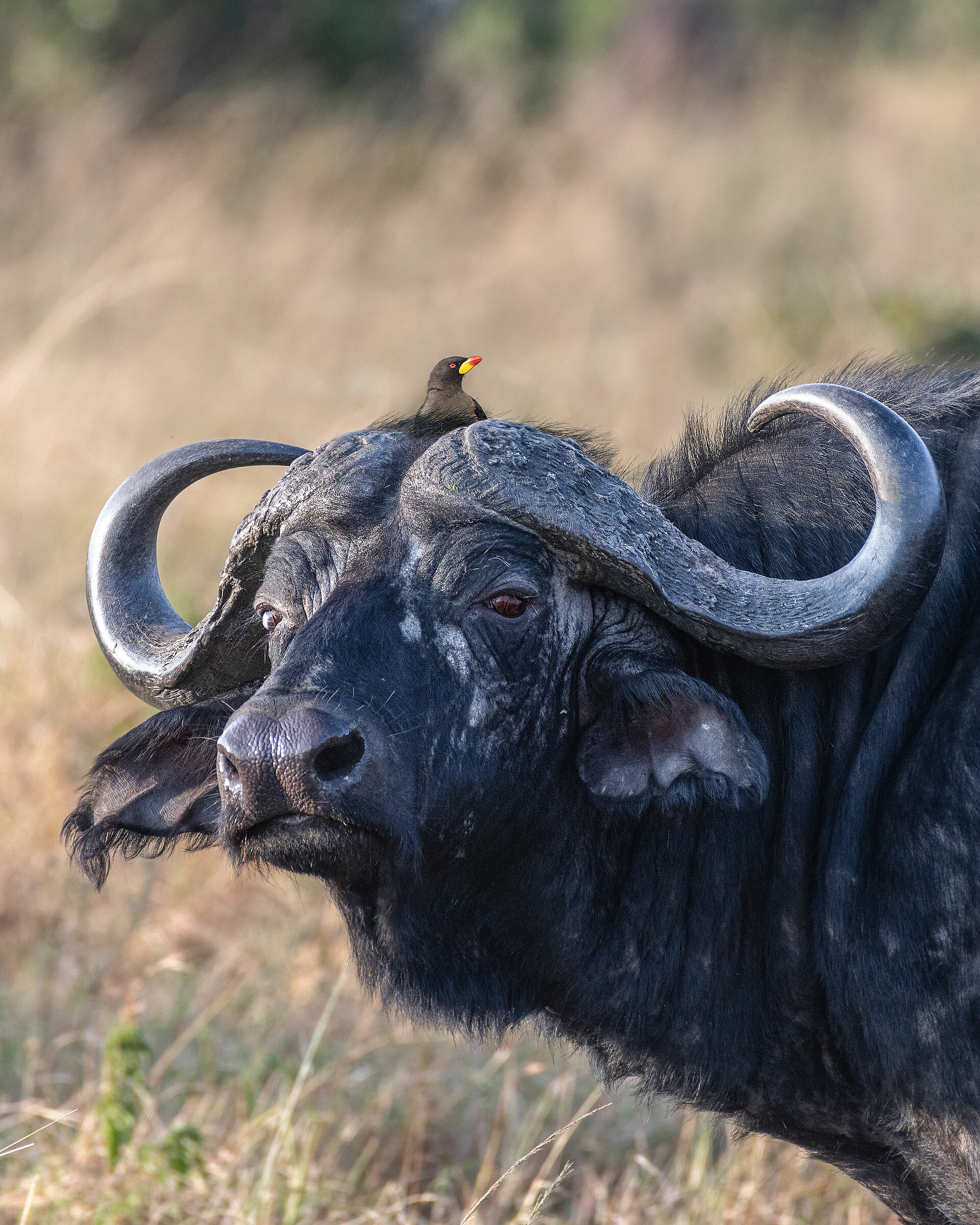 African cape buffalo...