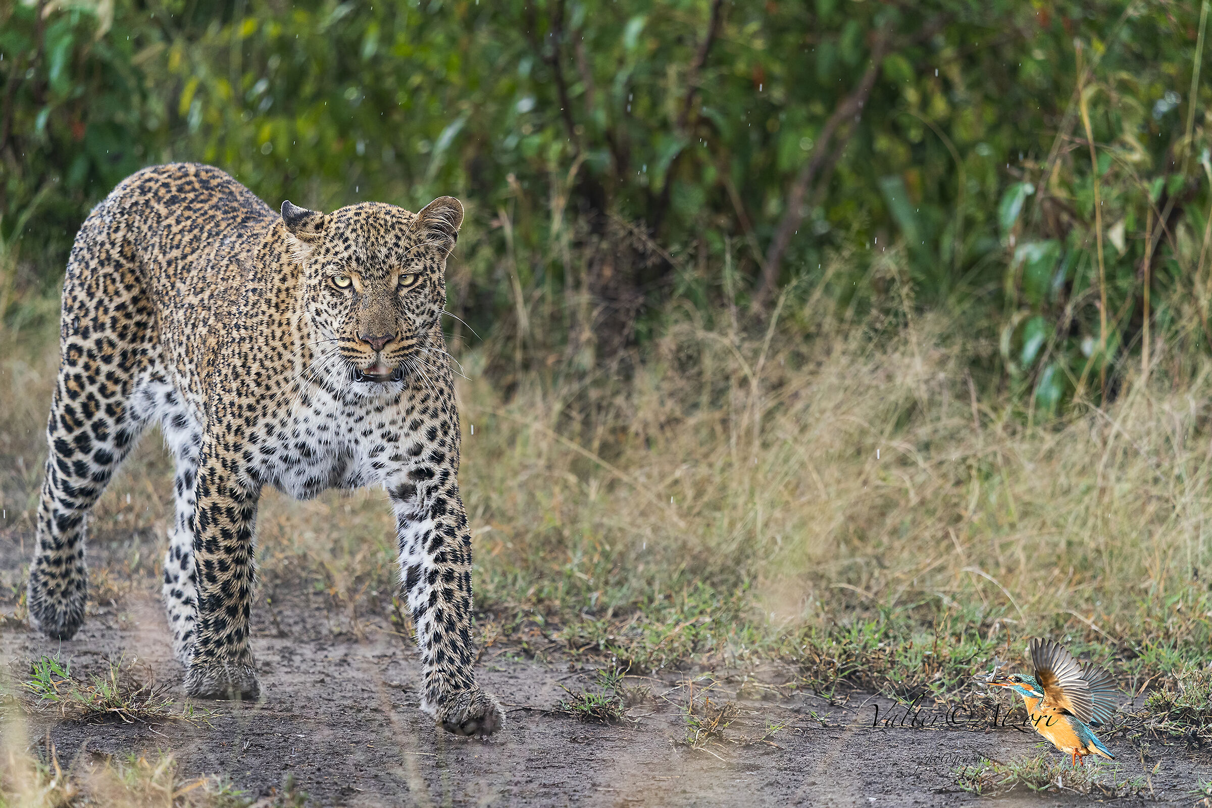 Female leopard released at the end of the rain...