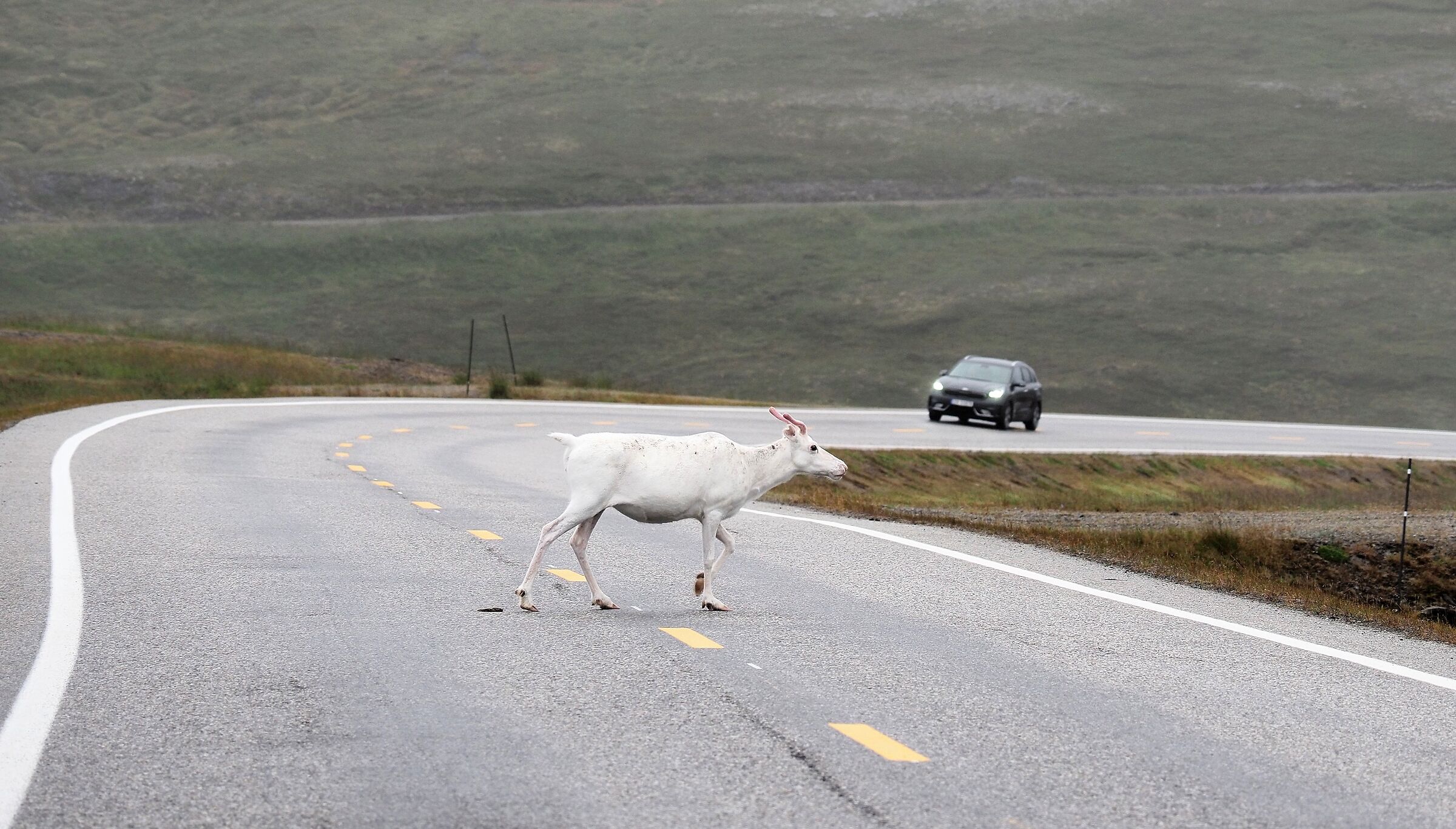 Strange Encounters White North Cape Reindeer...