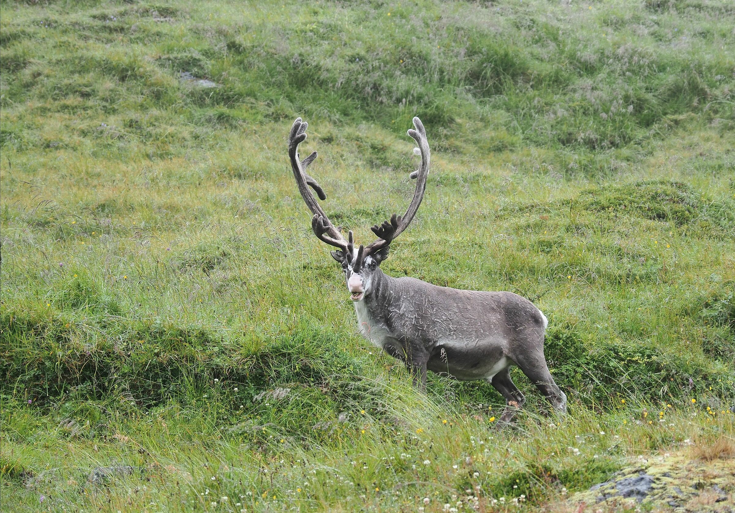 Reindeer grazing North Cape...