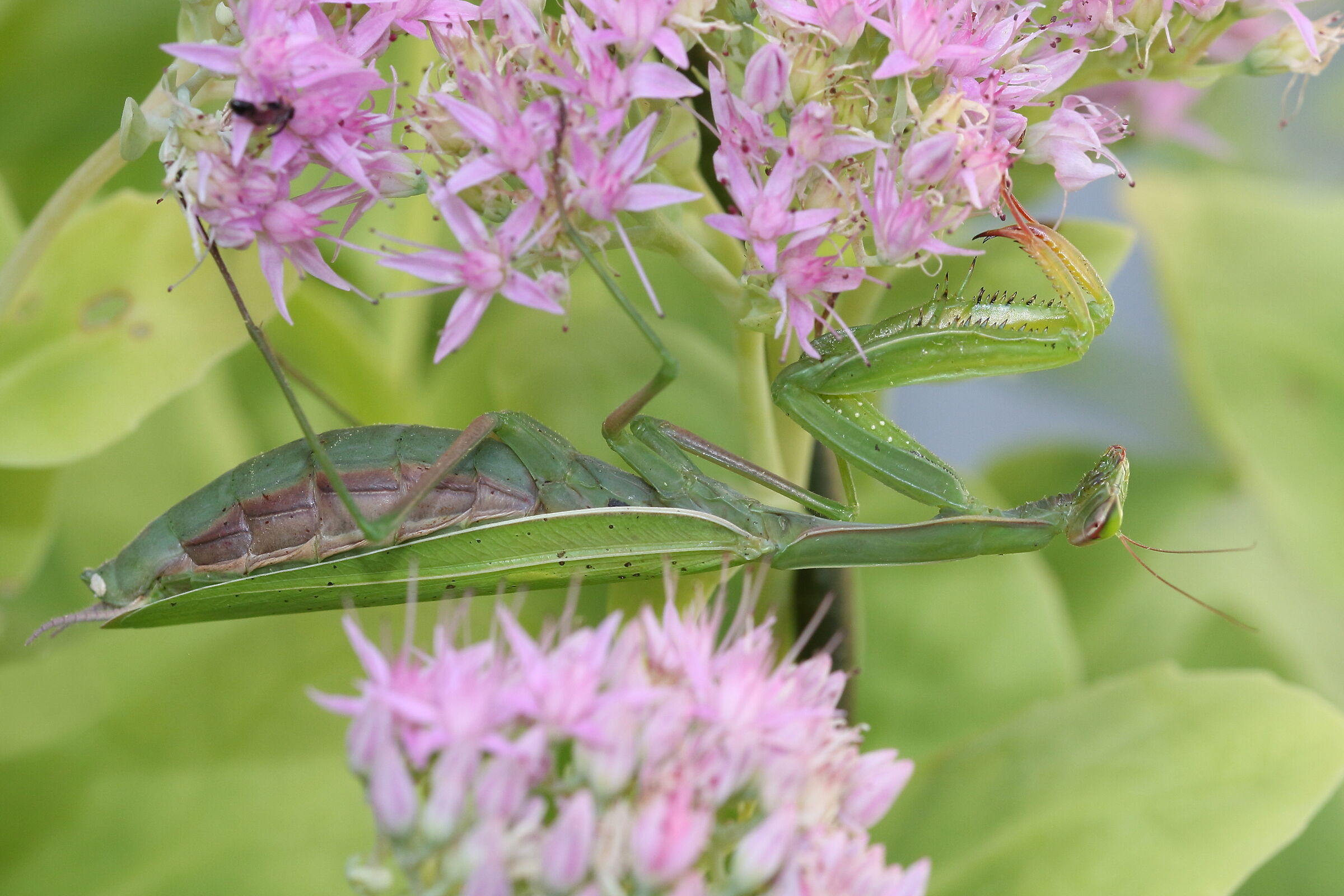 religious mantis among the flowers...