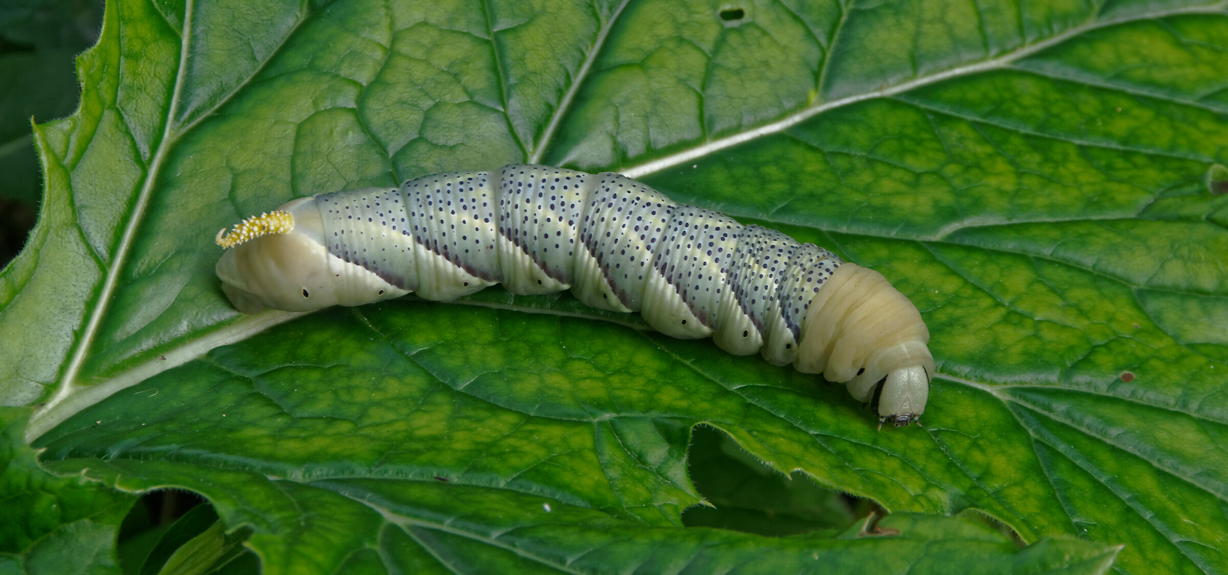 Acherontia Atropos Caterpillar...