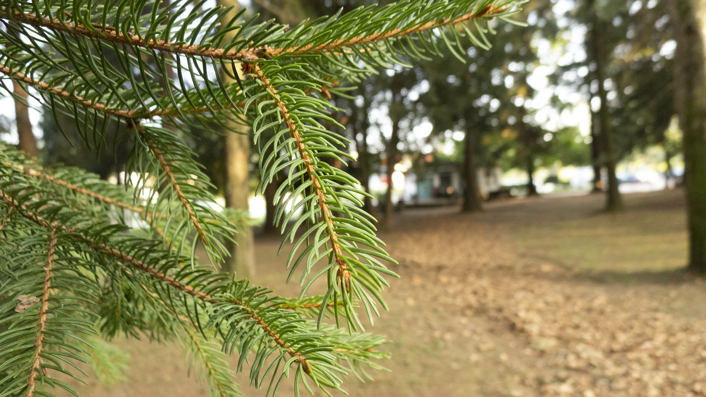 Pine needles in the park...