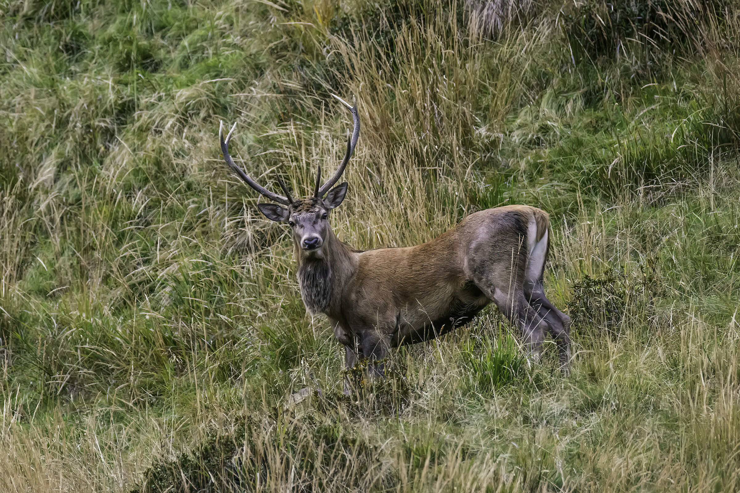 Male deer 2019...