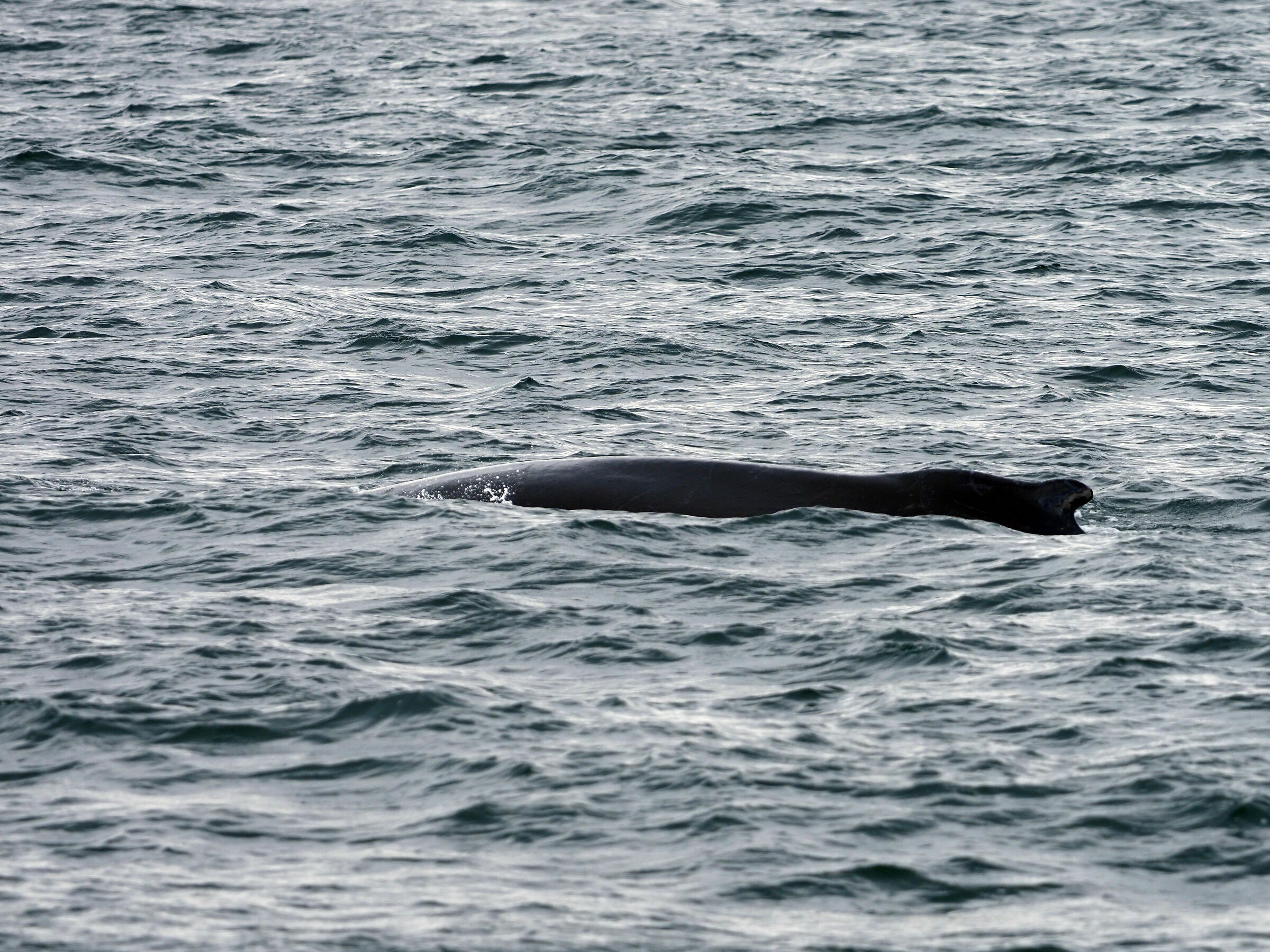 Tadoussac. Common whale...