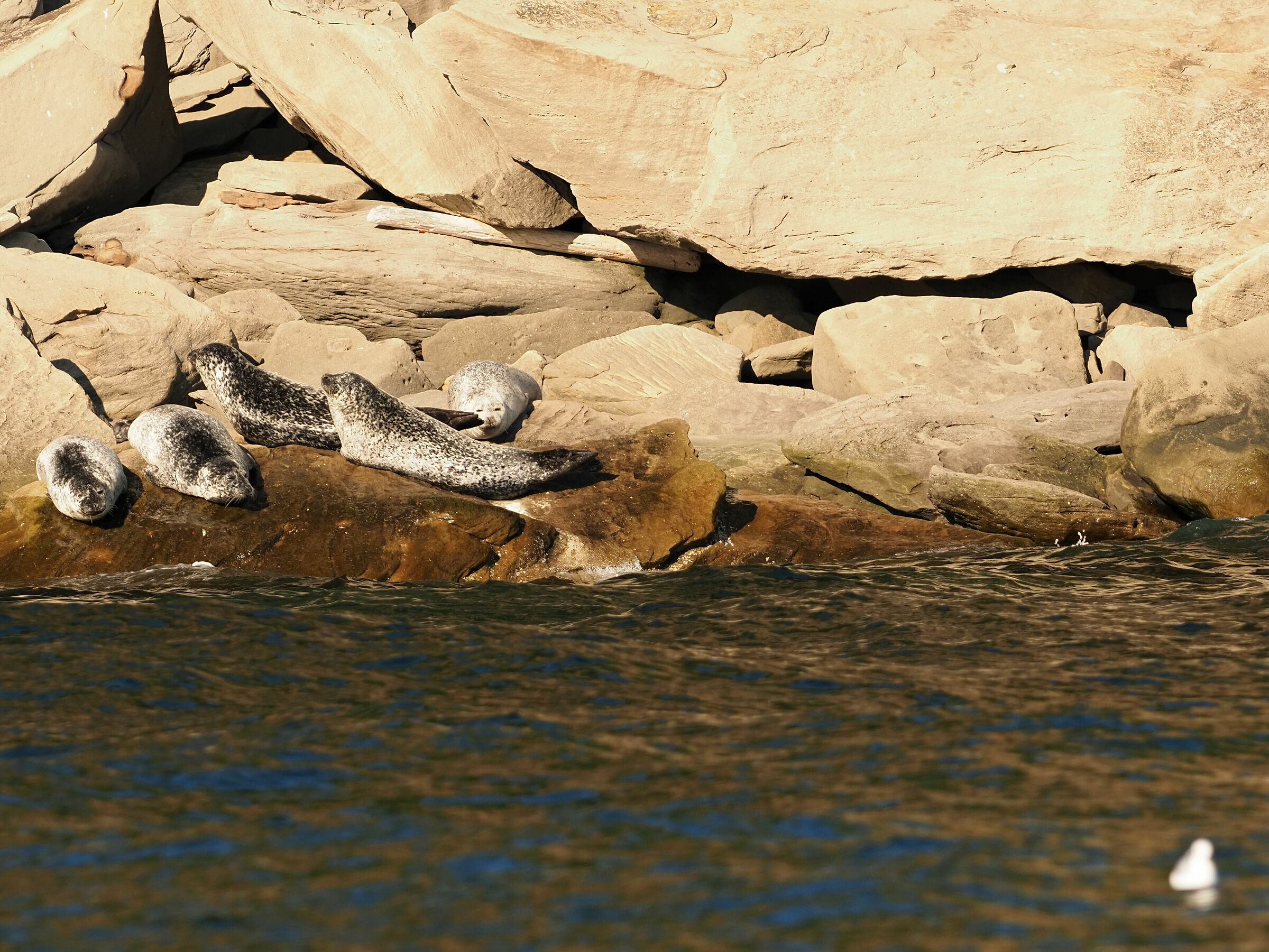 Parc National du Forillon. Grey seals...