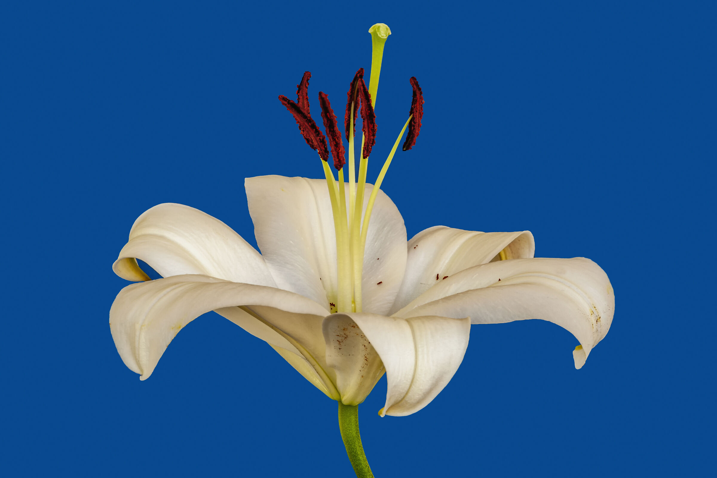 Lily (with pistils)...