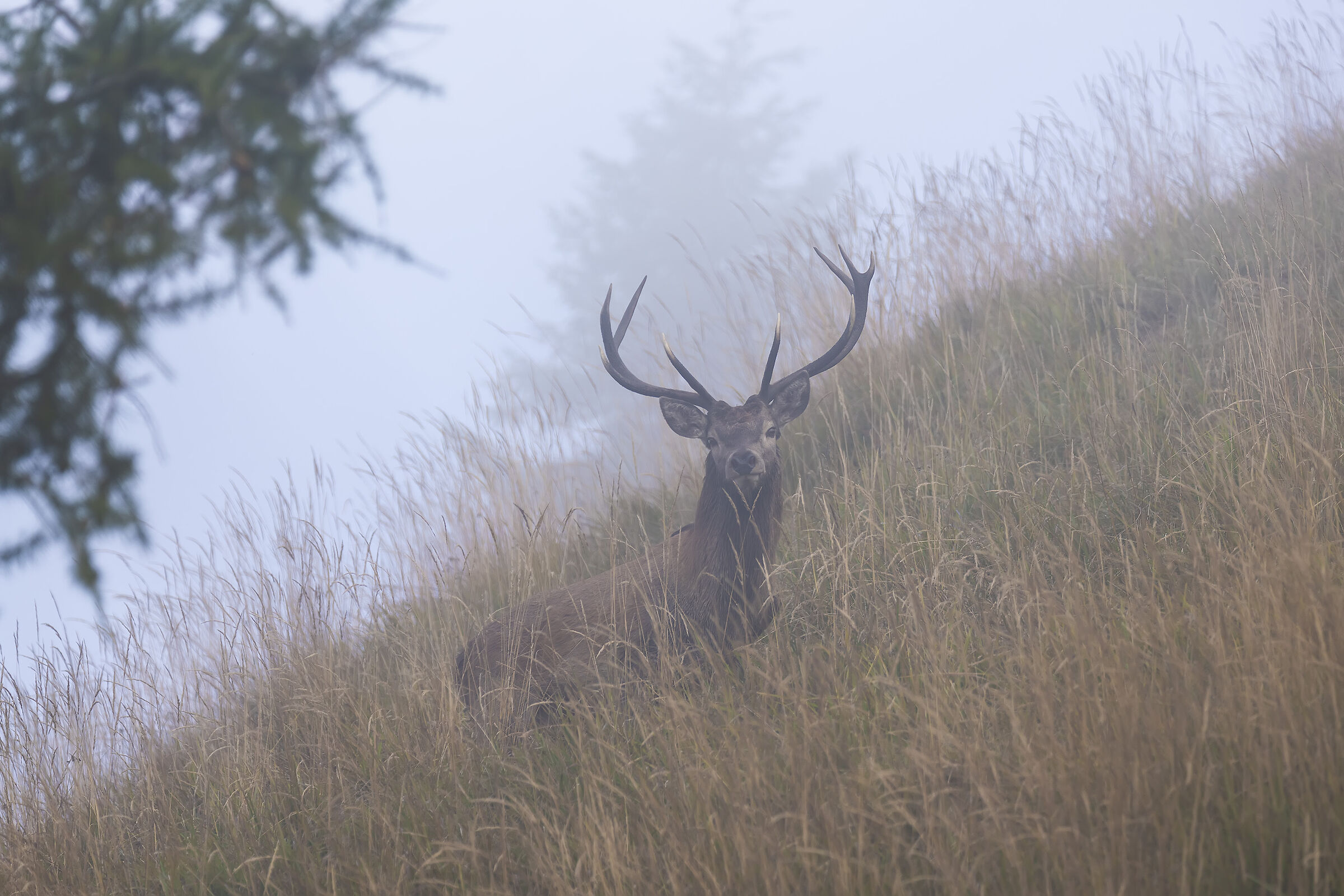 Deer on a foggy day...
