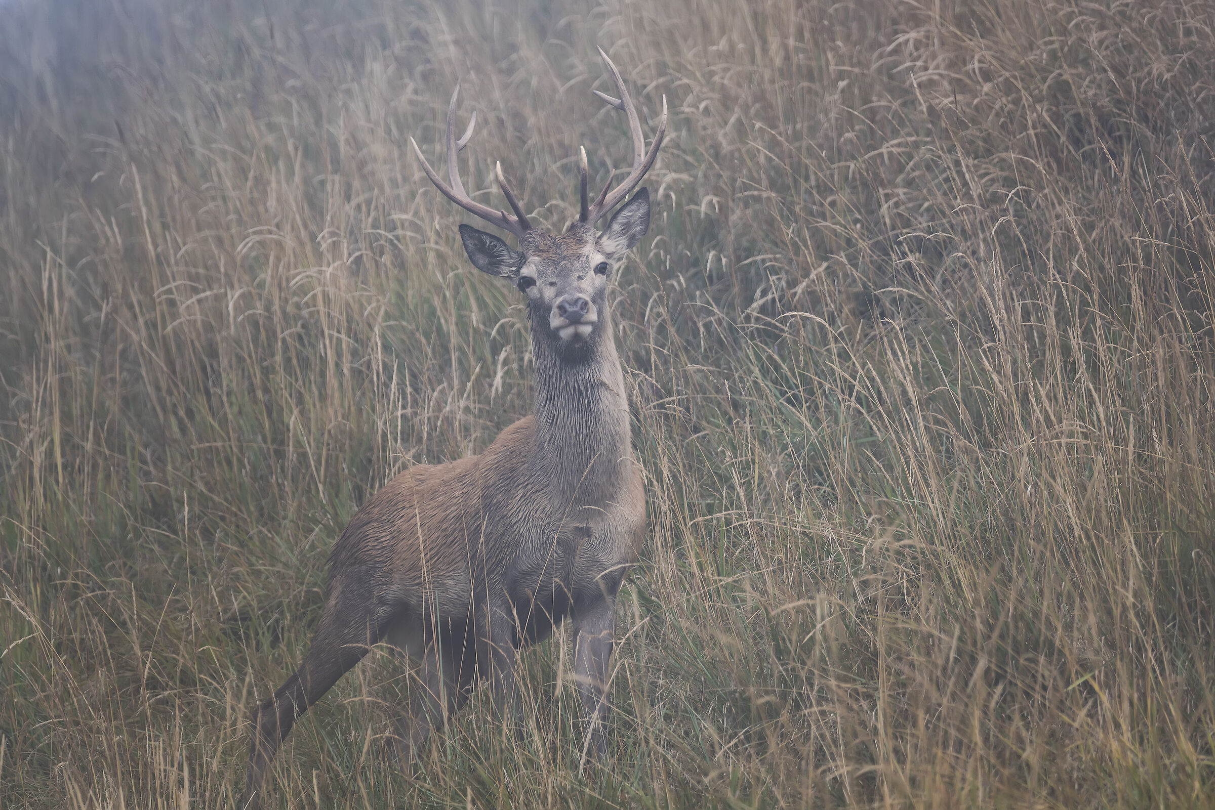 Deer in the Mist...