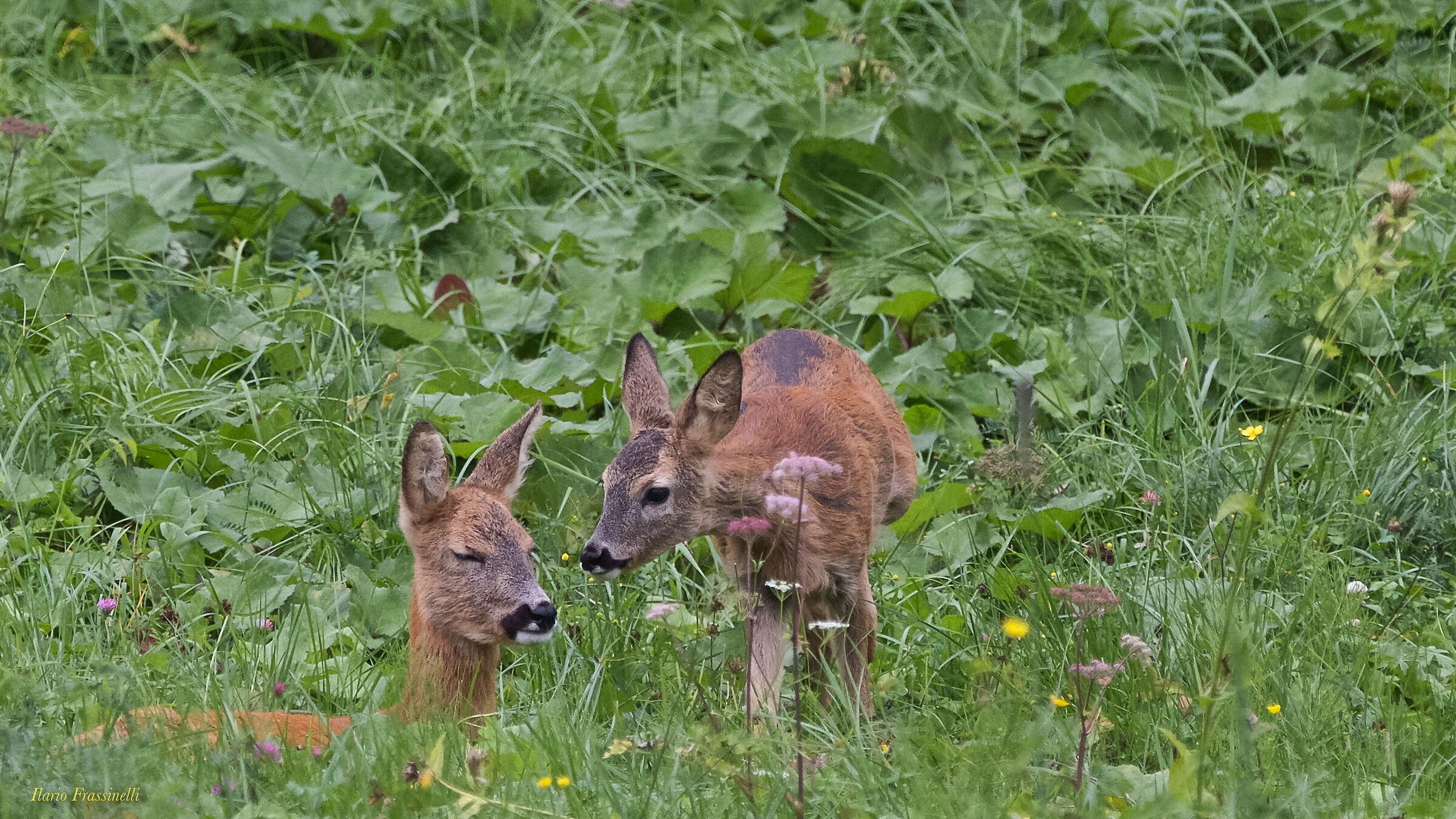 Tenderness among roe deer...