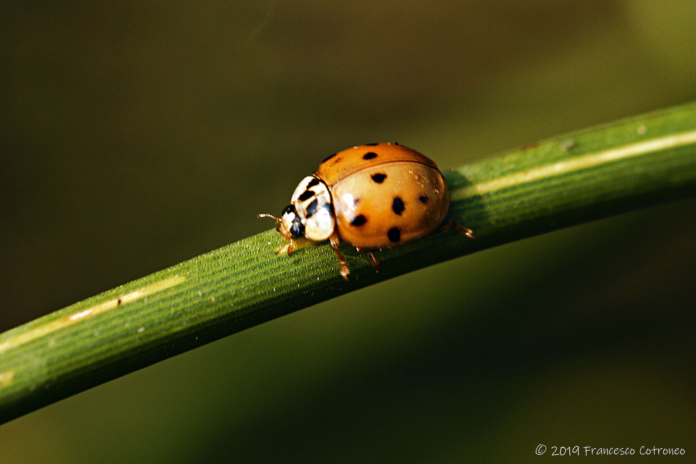 Cocci, the ladybug....