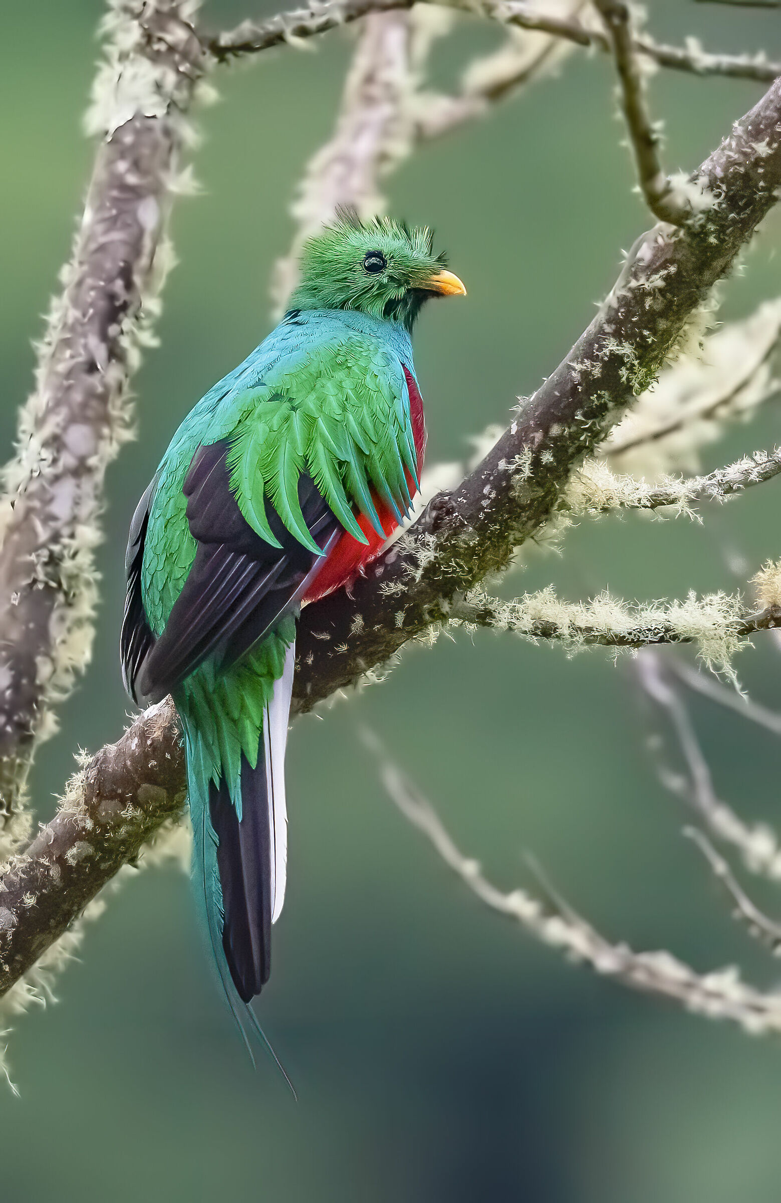 quetzal young male...