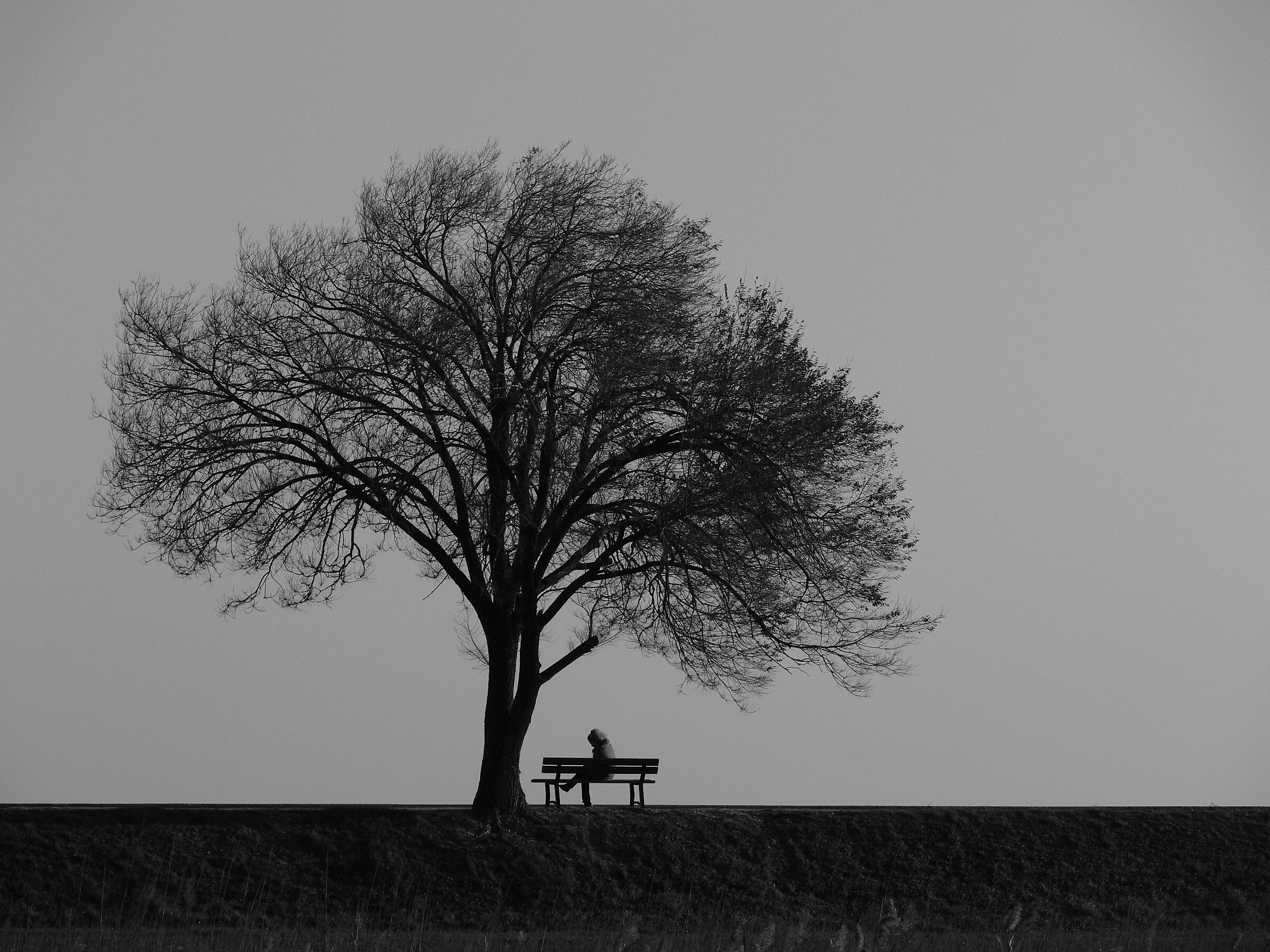 Tree and bench... witnesses of life ...