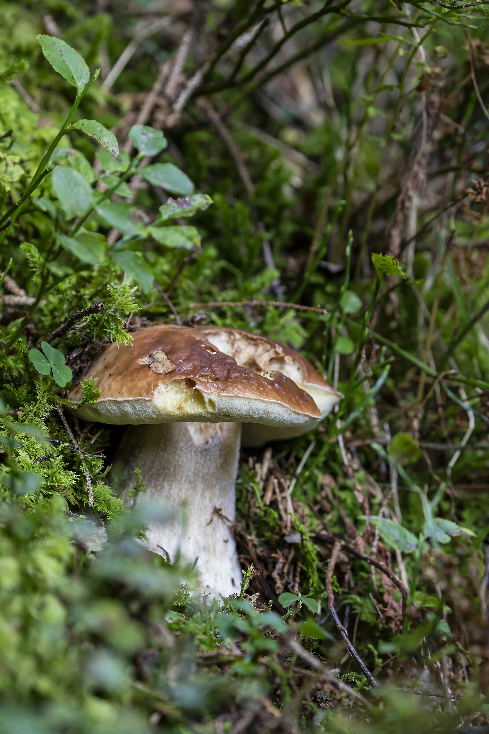 Porcino mushroom (Boletus edulis)...