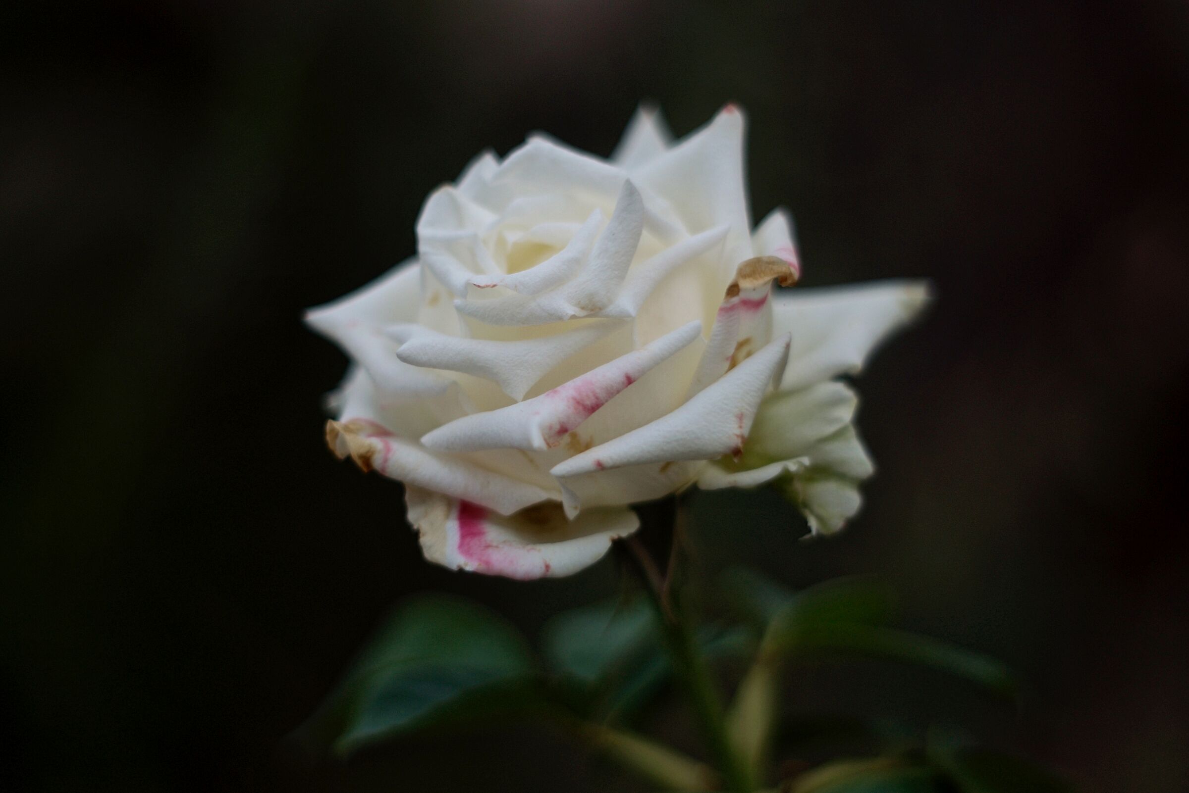 White Rose...