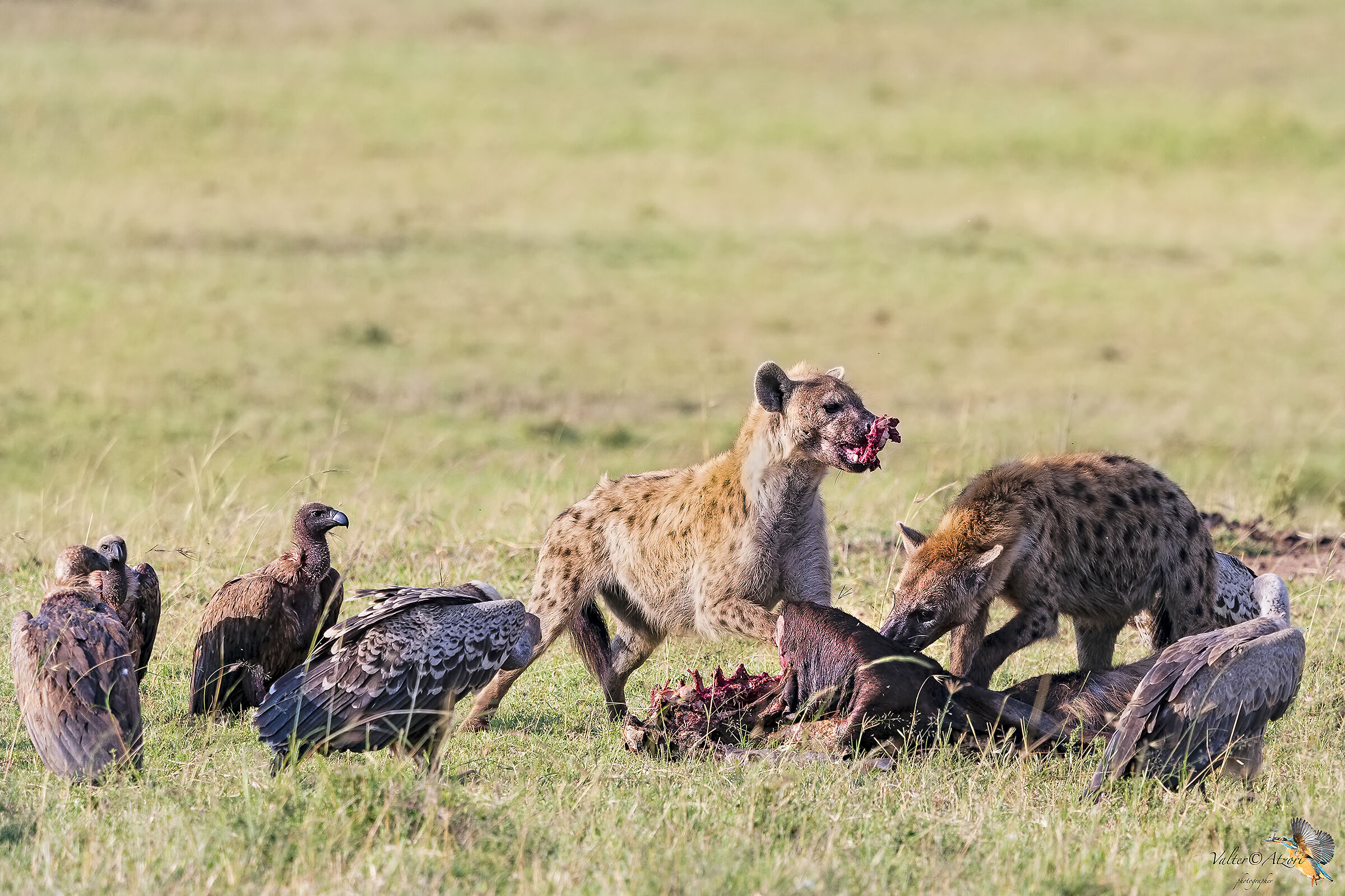 Hyenas and vultures at the meal ...