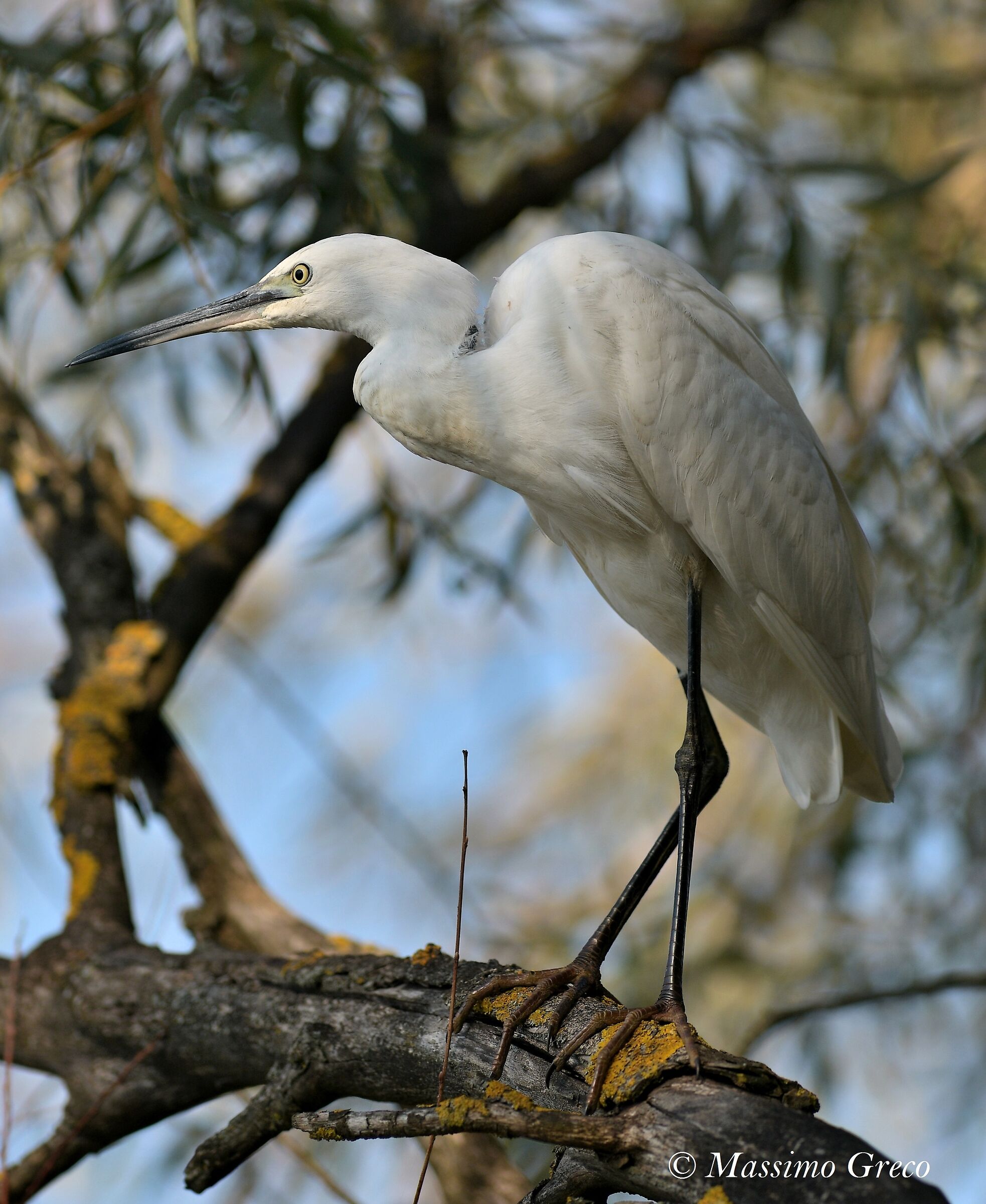 Garzetta egretta...