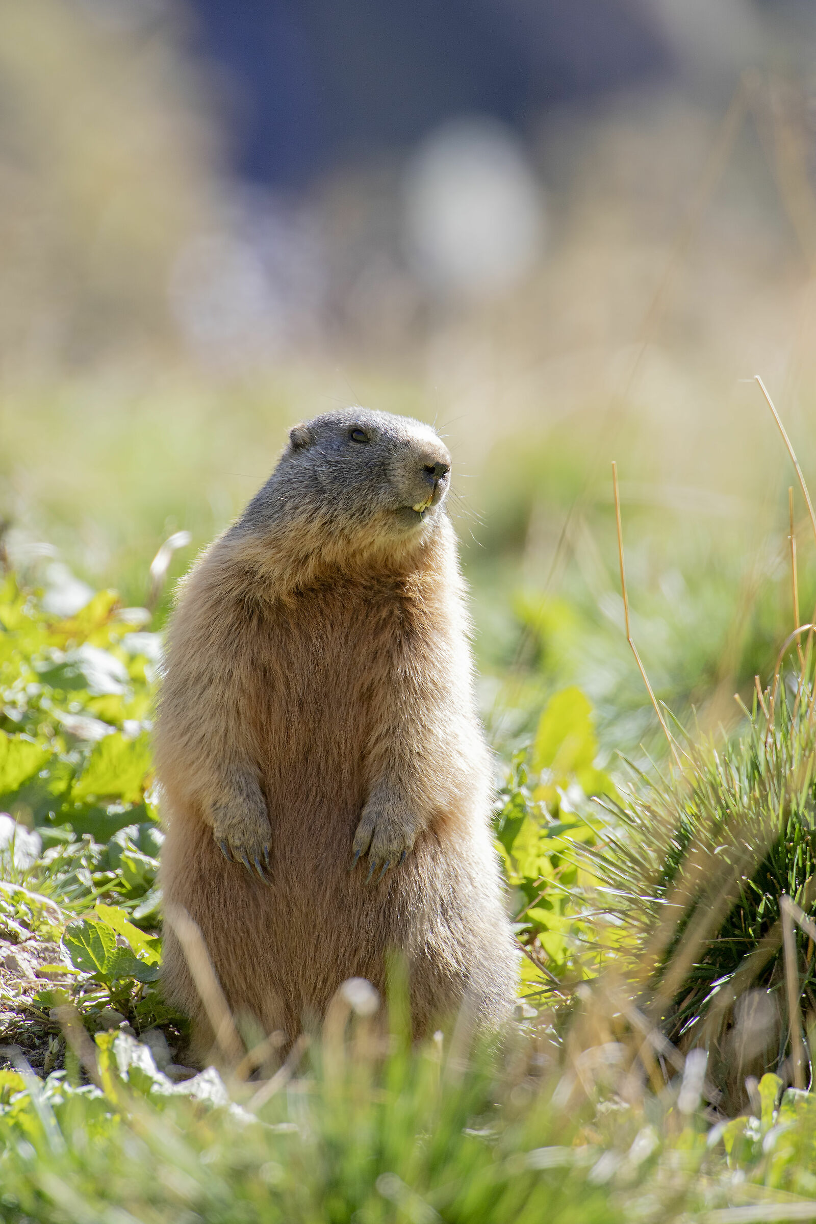 Alpine Marmot...