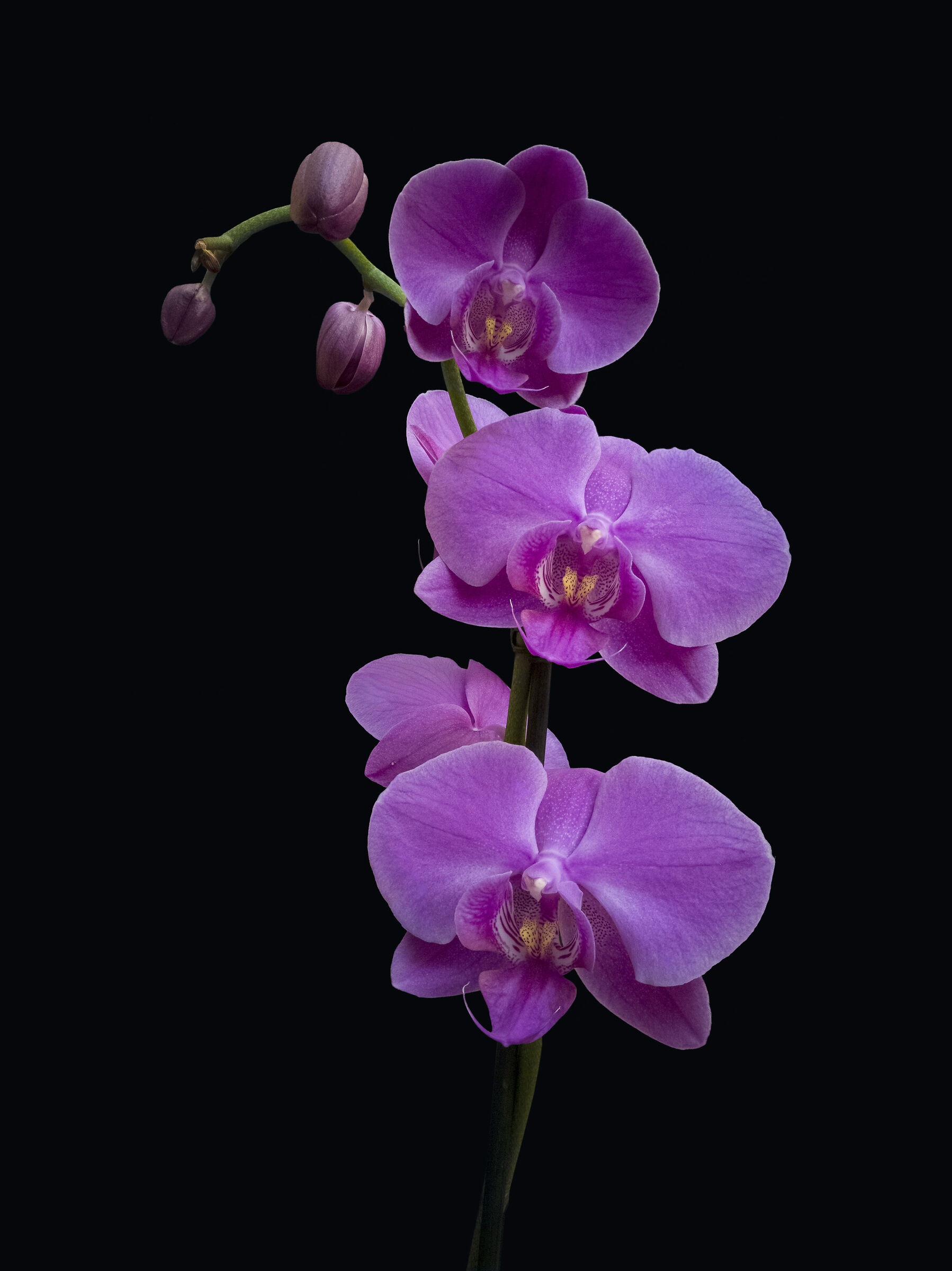 Phalaenopsis violacea...
