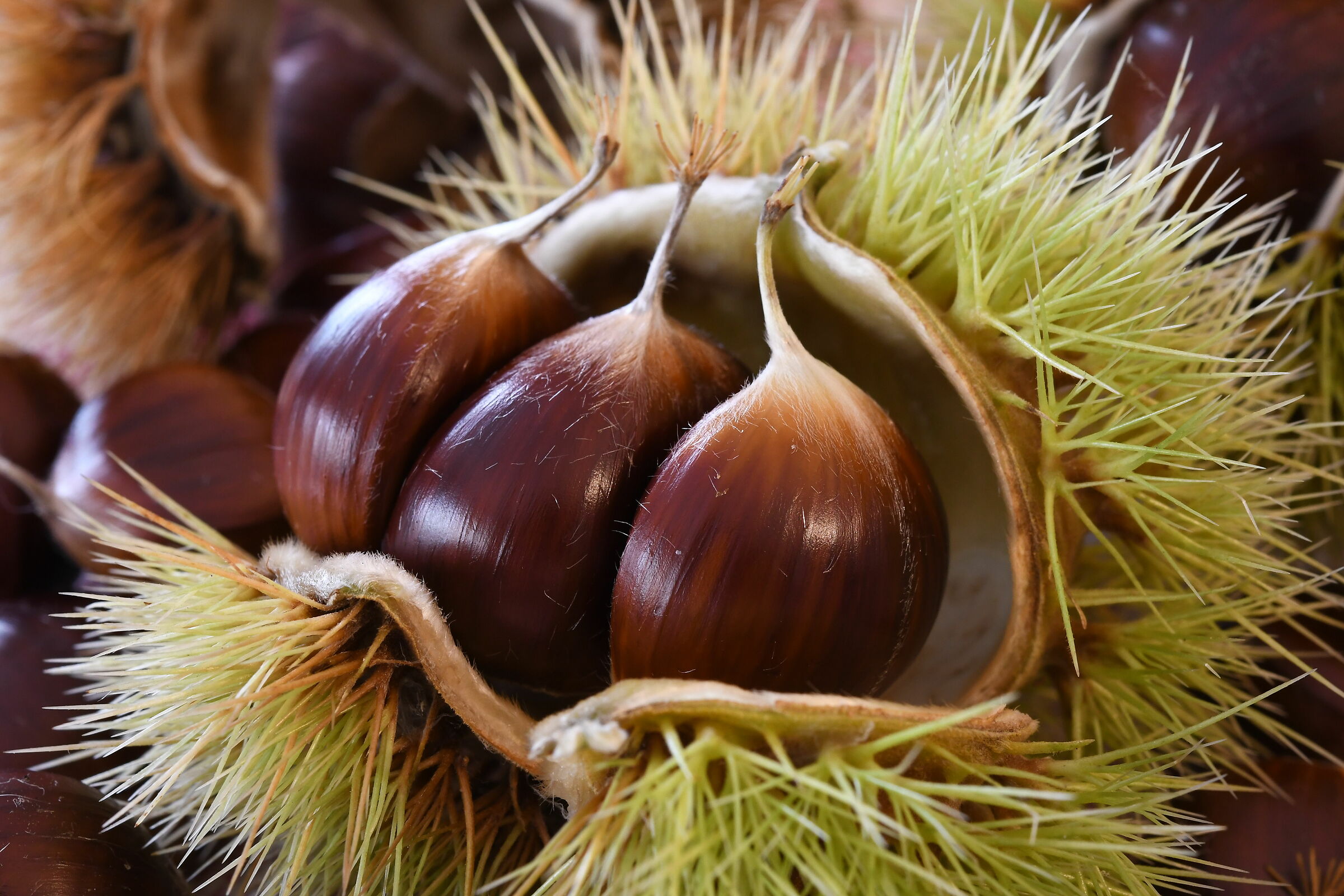 Piedmont's fusère chestnuts...