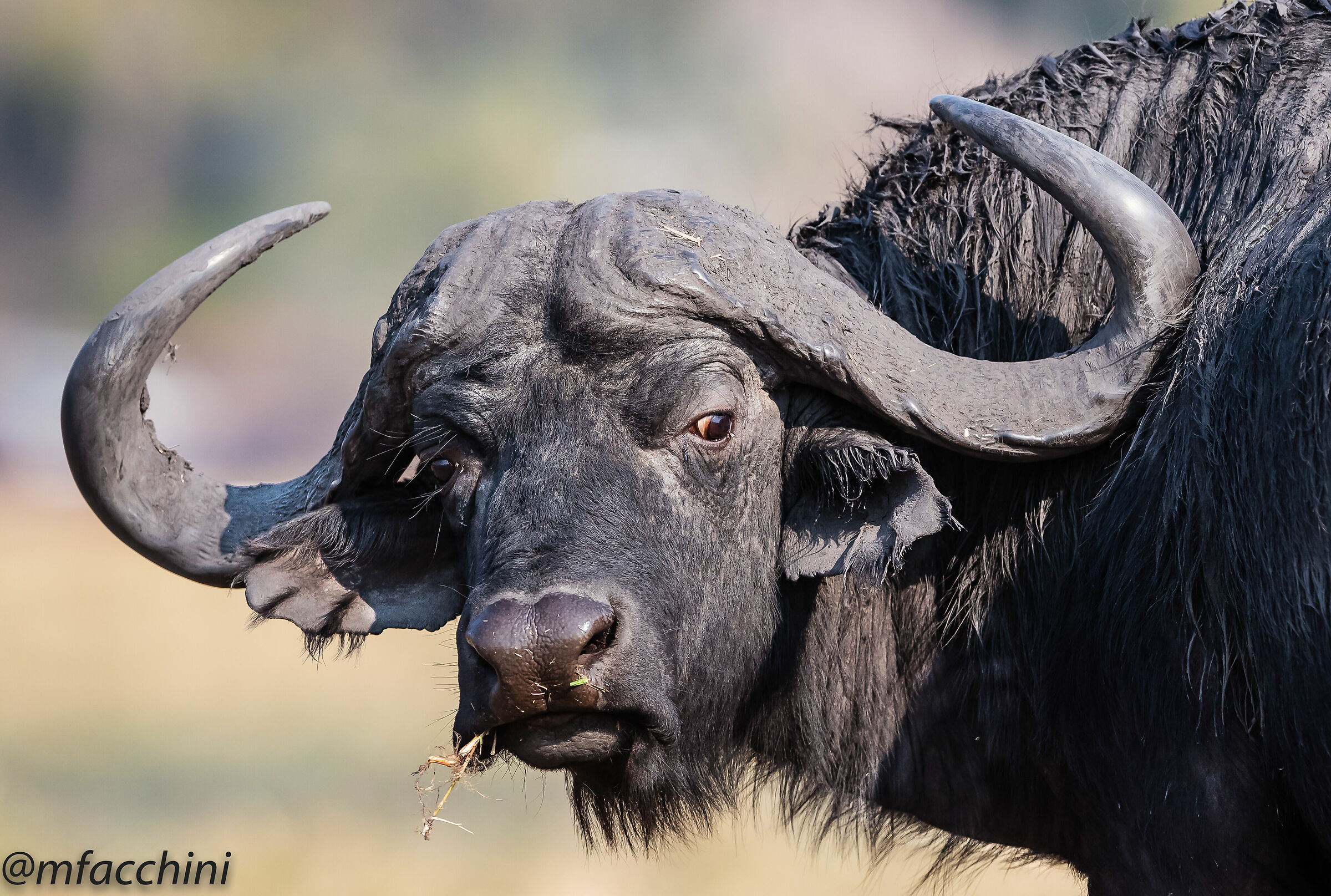 Black buffalo...