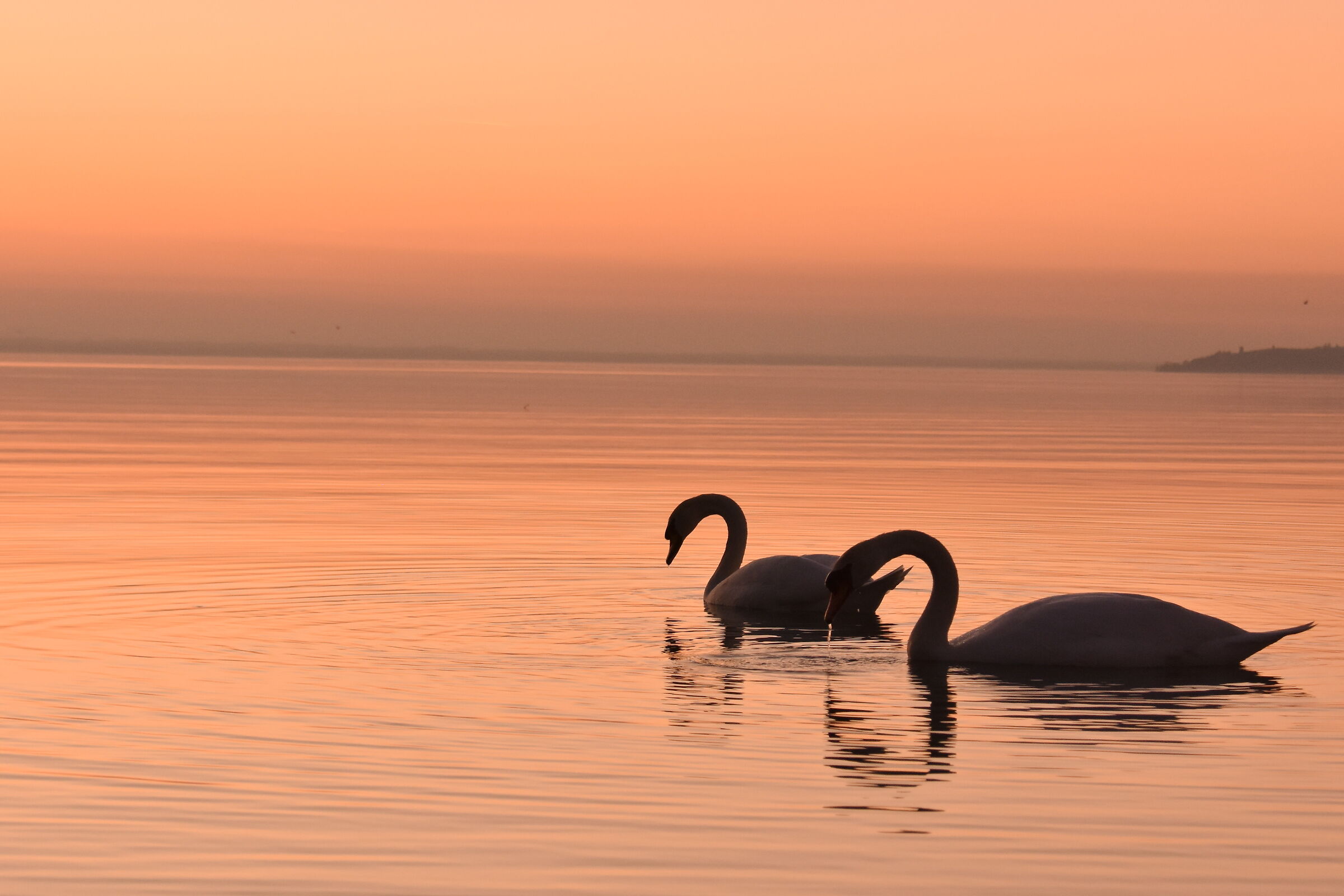 Swans in love at Lake Trasimeno ...