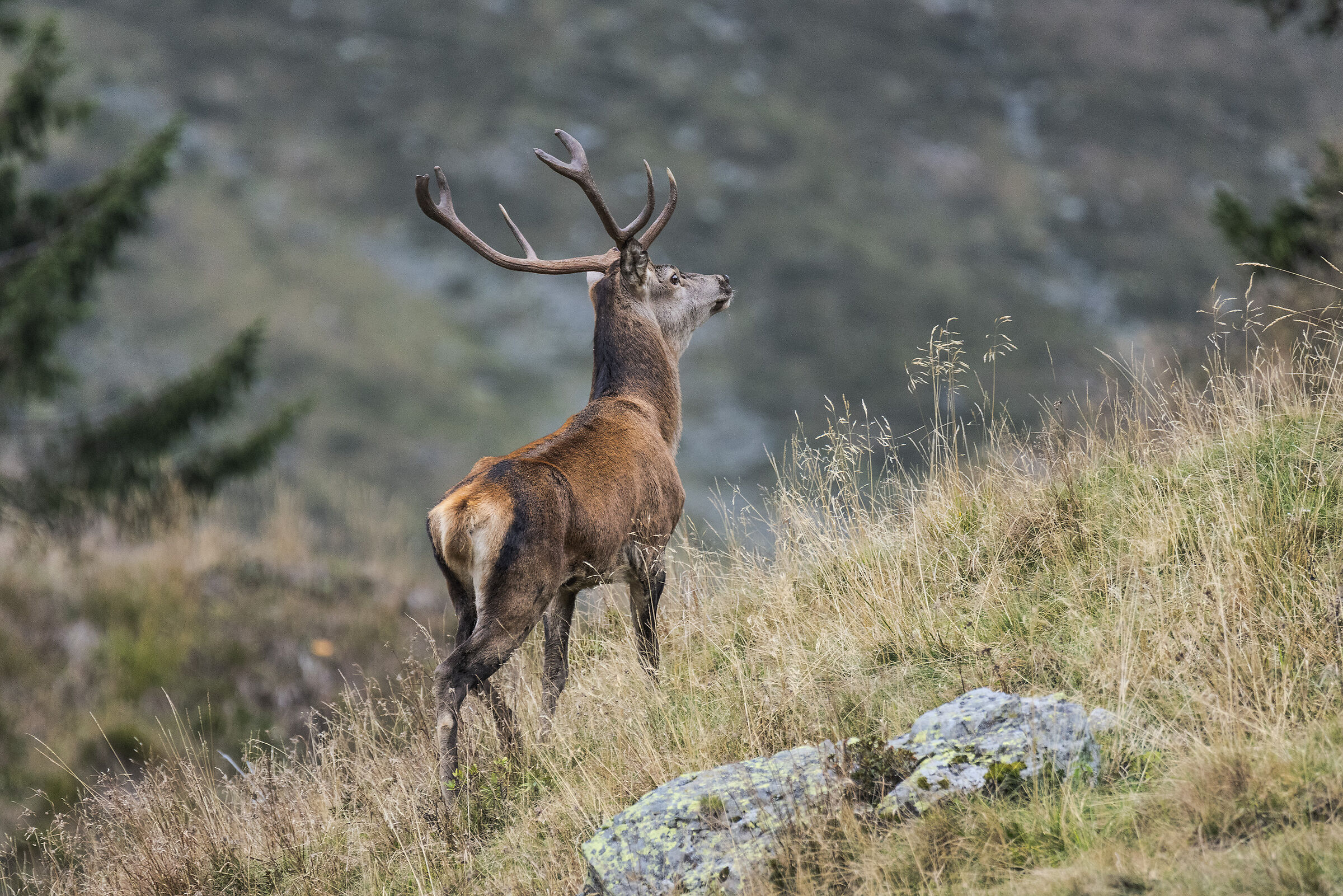 Deer, carnic alps 2019...