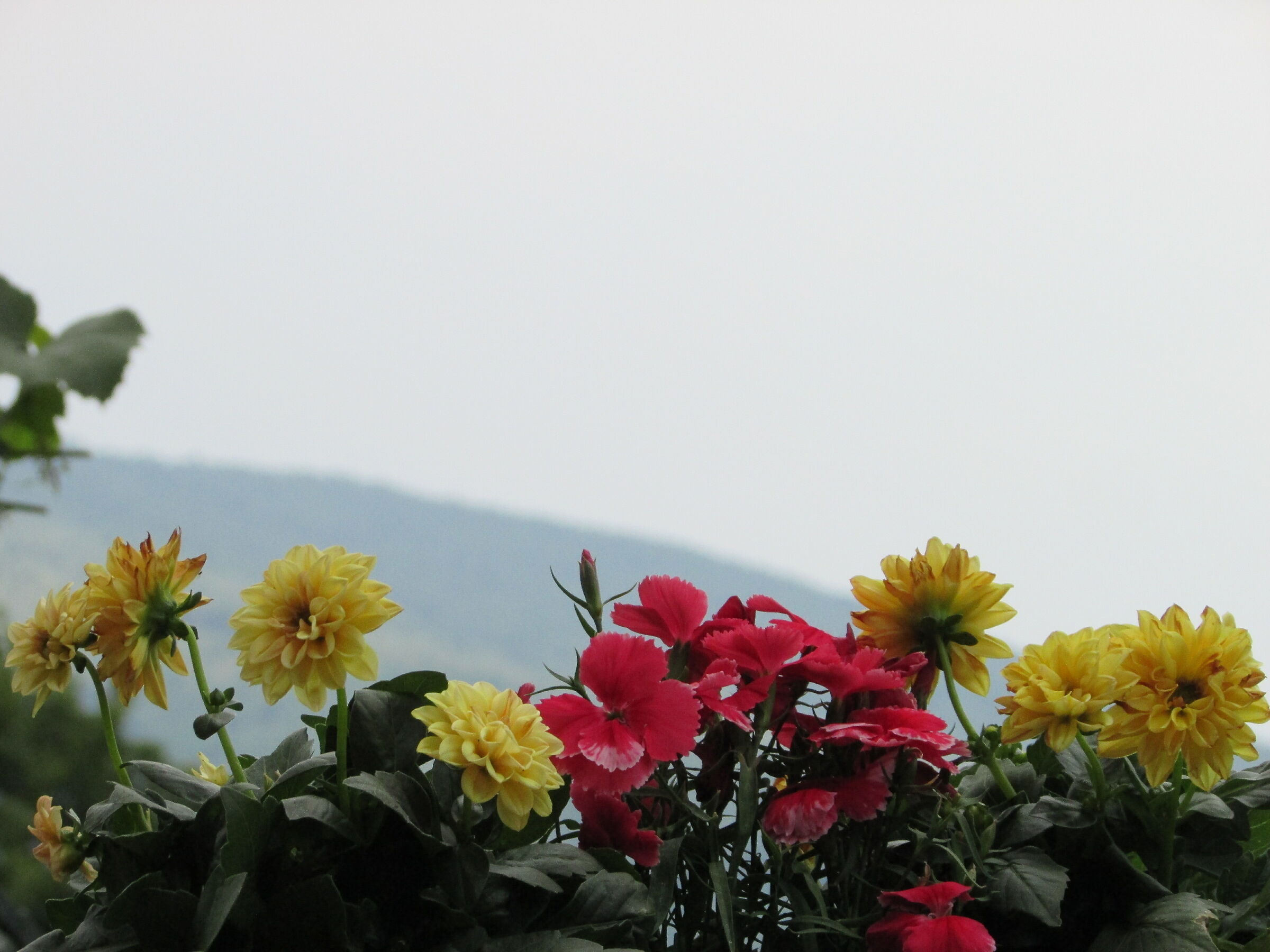 Fiori e montagne...