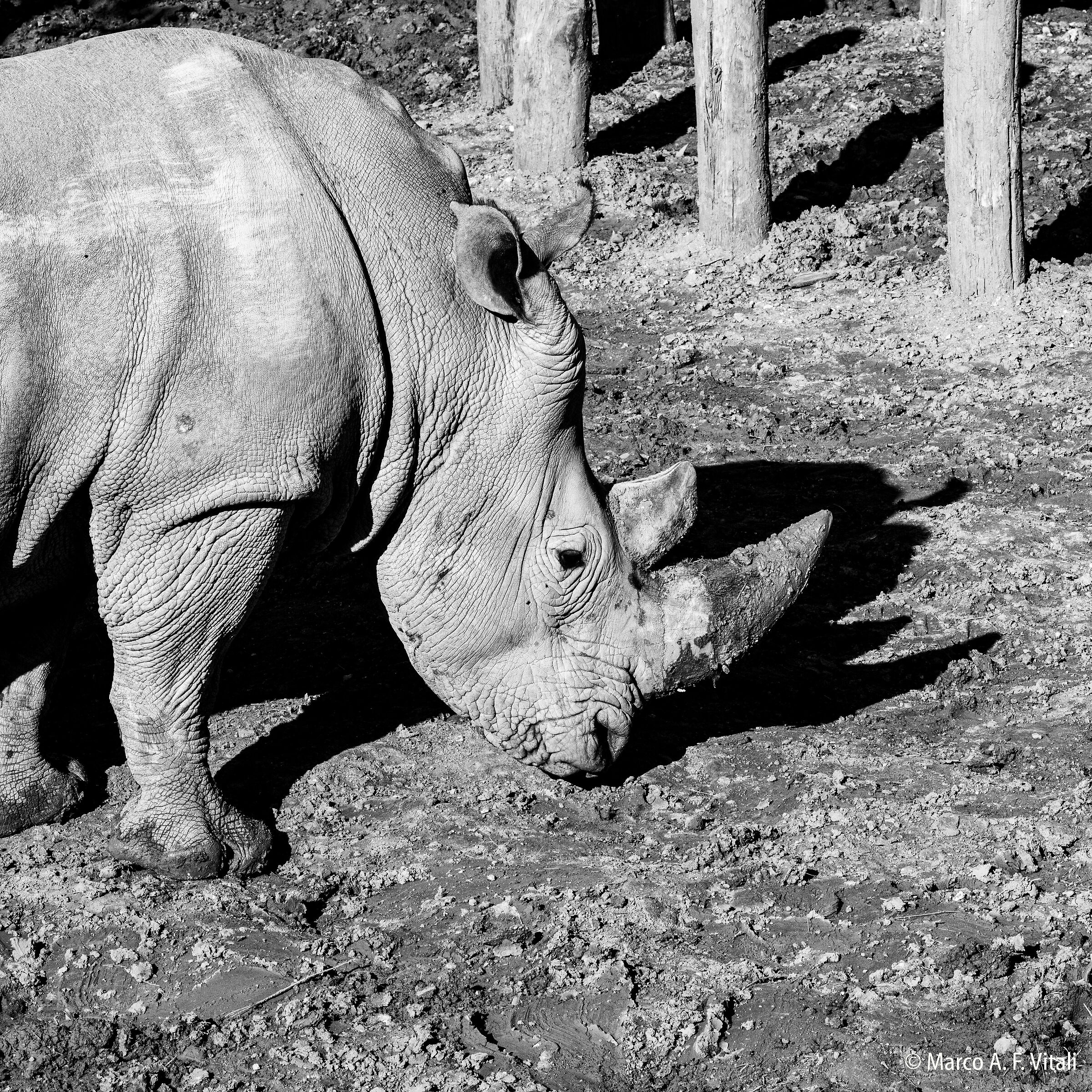 White rhinoceros...