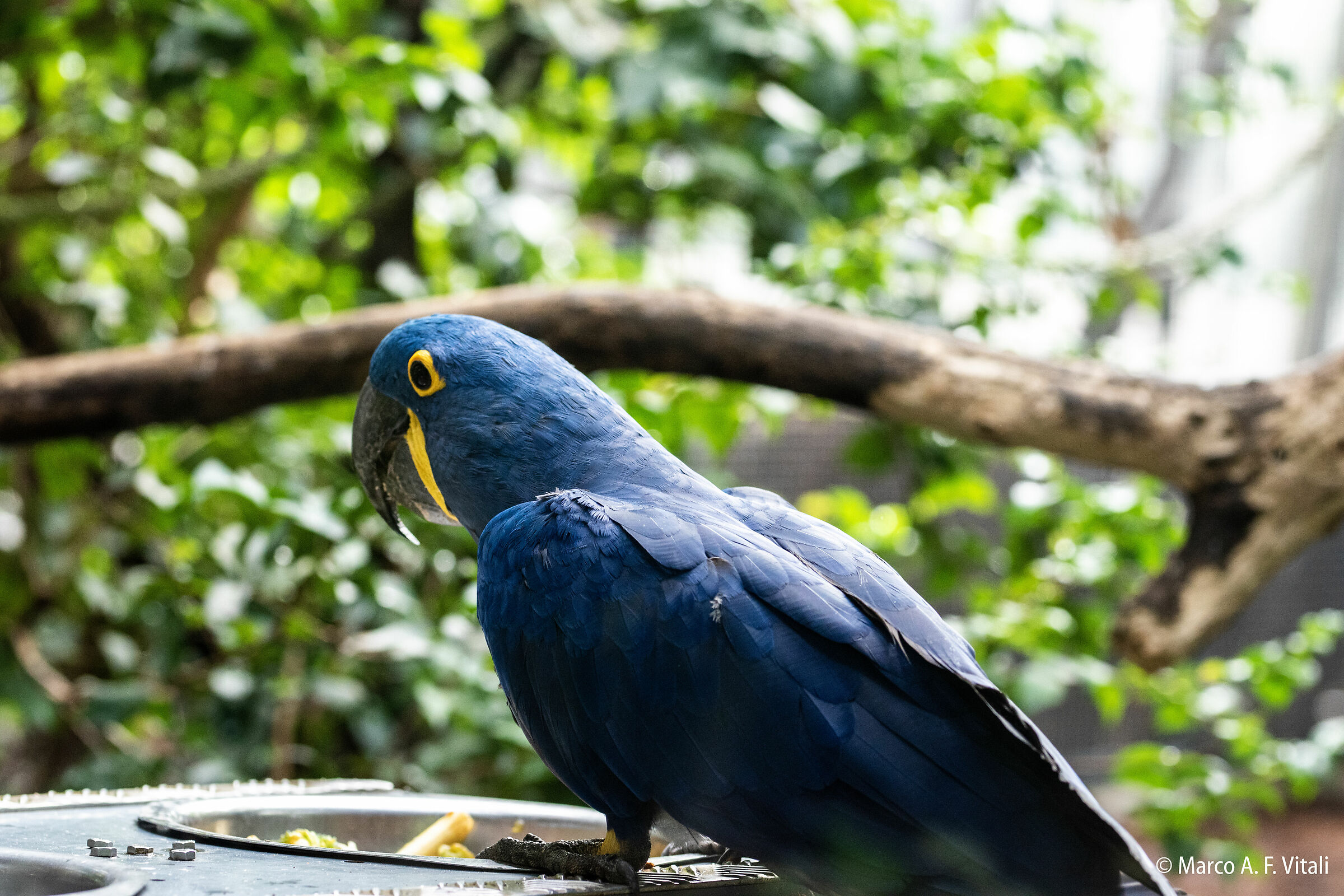 Blue Parrot...