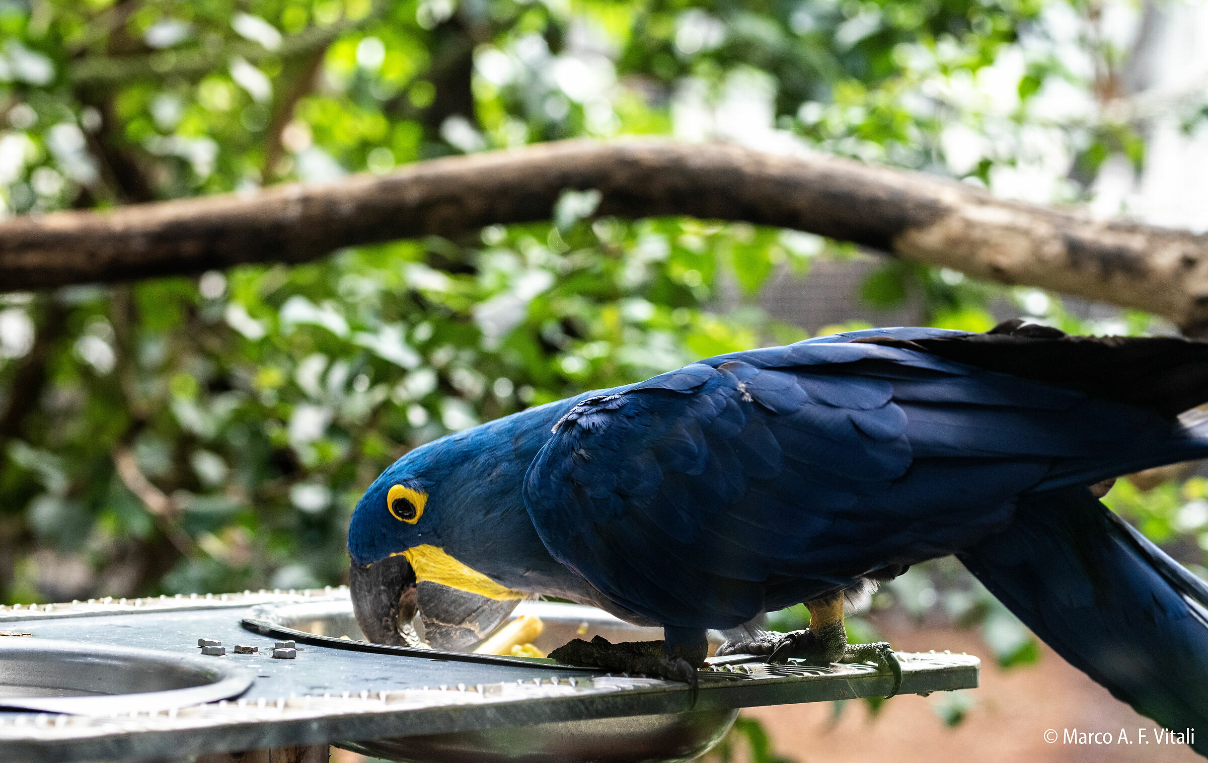 Blue Parrot, 2...