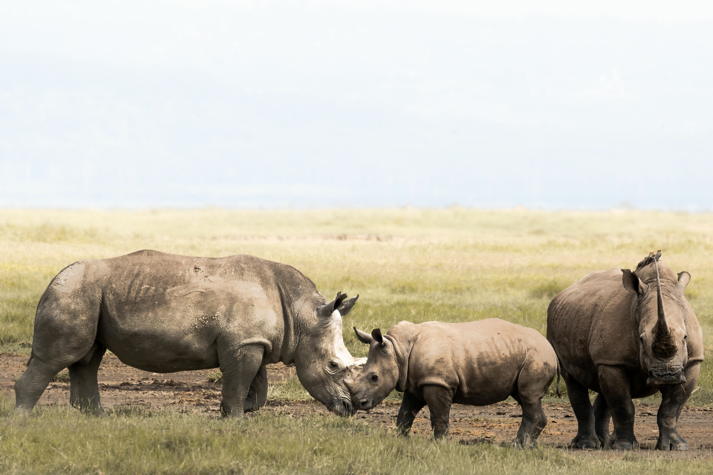 Rinoceronti bianchi...