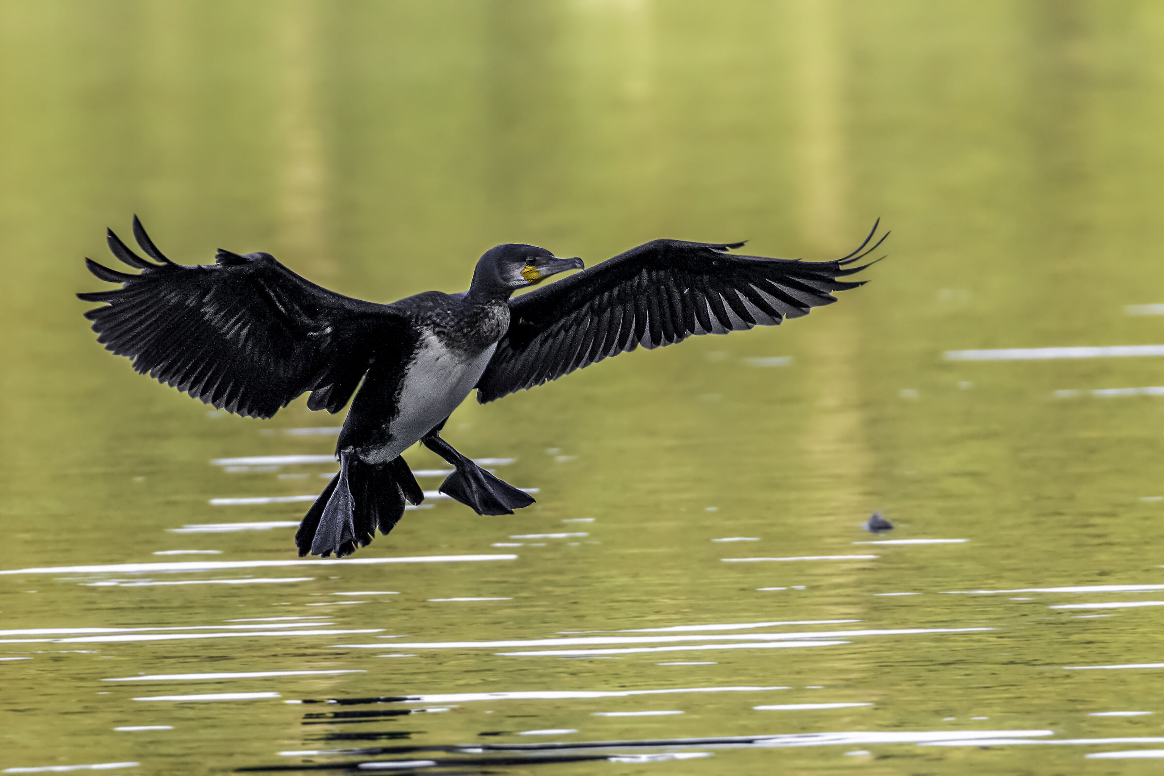 Great cormorant (Phalacrocorax carbo)...