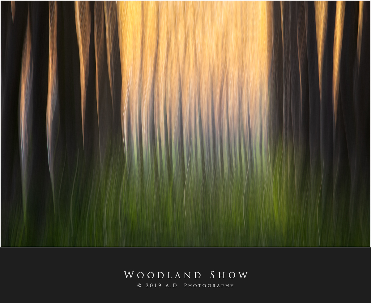 Woodland Show...