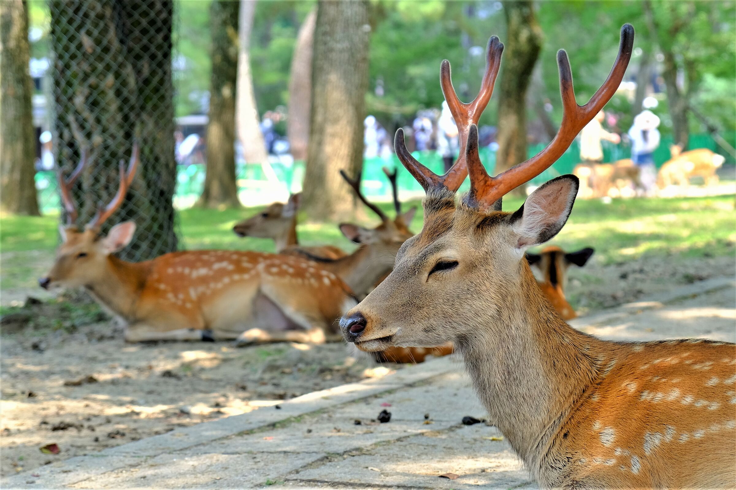Nara Deer...