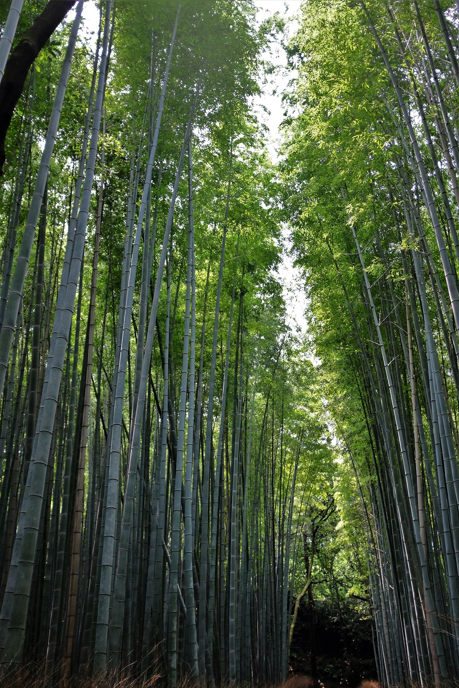 Kyoto - Foresta di bambù...