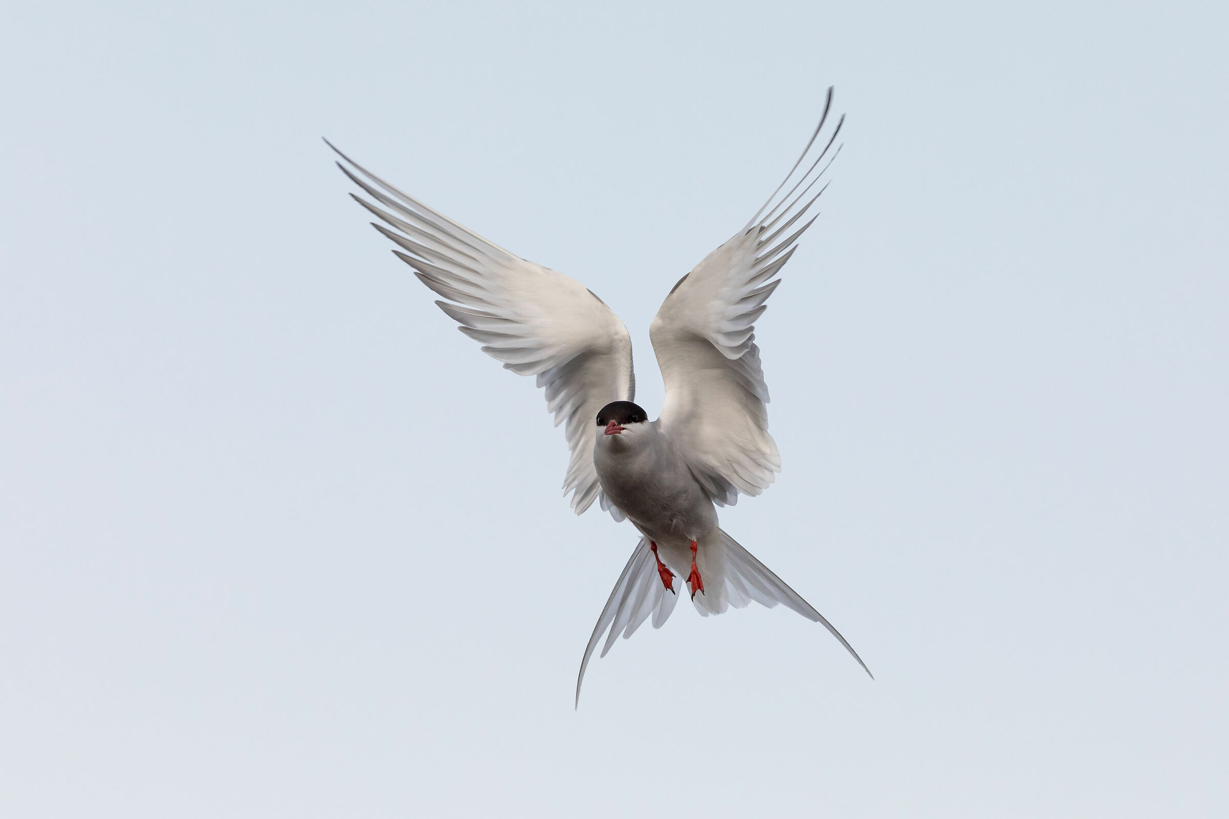 Arctic Tern attacking...