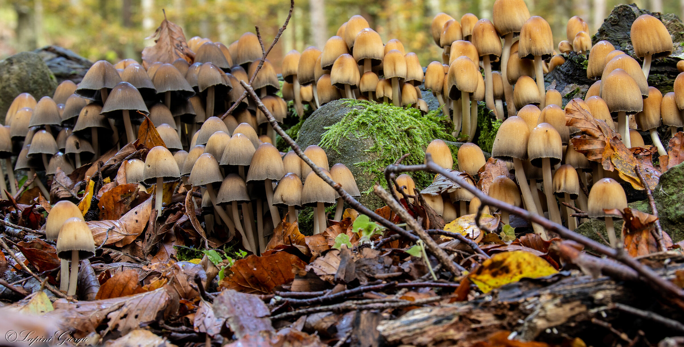 Mushroom family ...