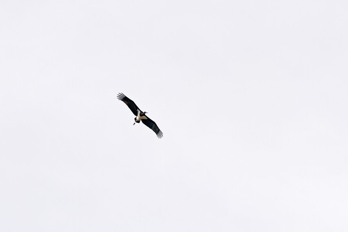 Black Stork...
