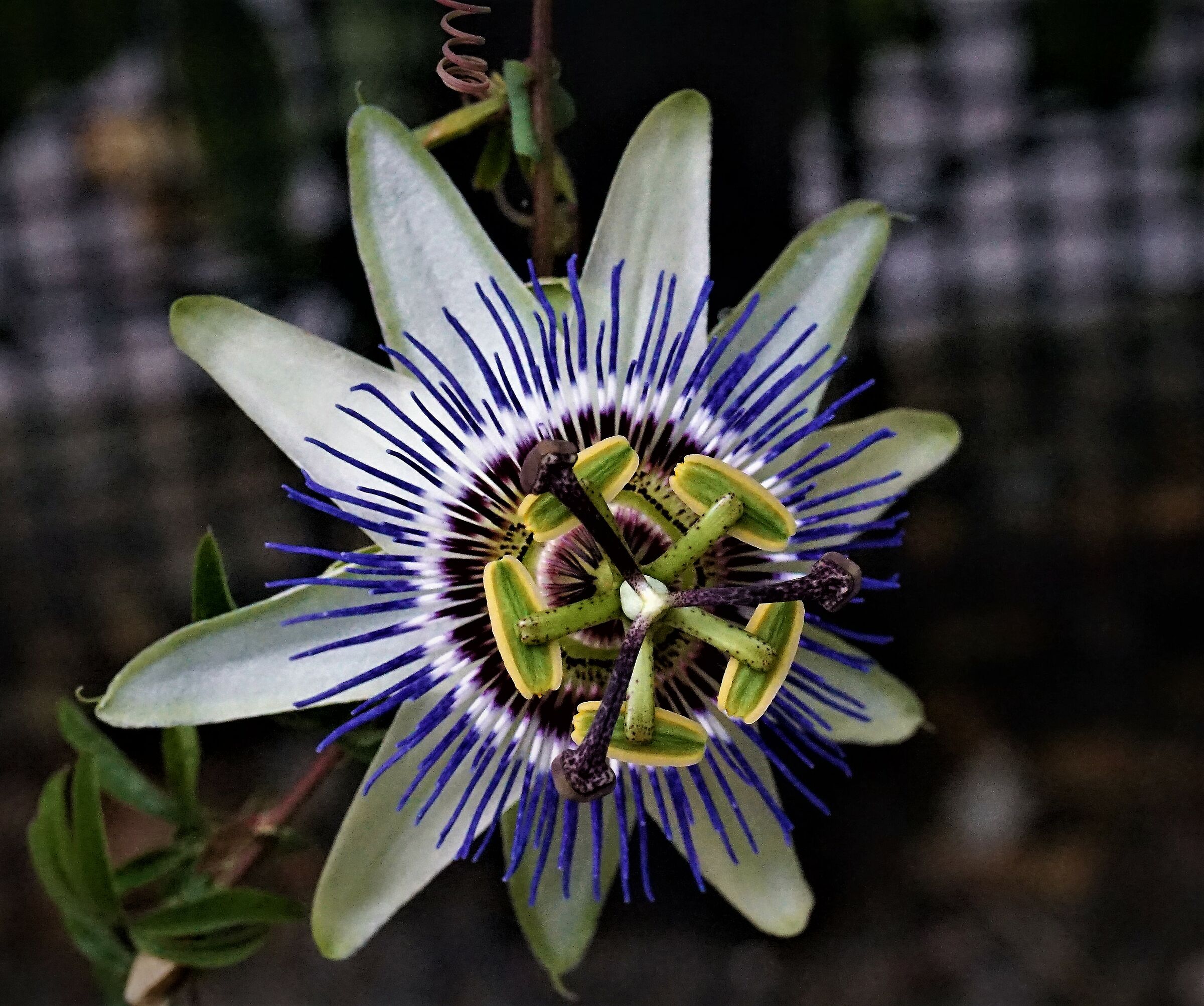 the  passion flower...