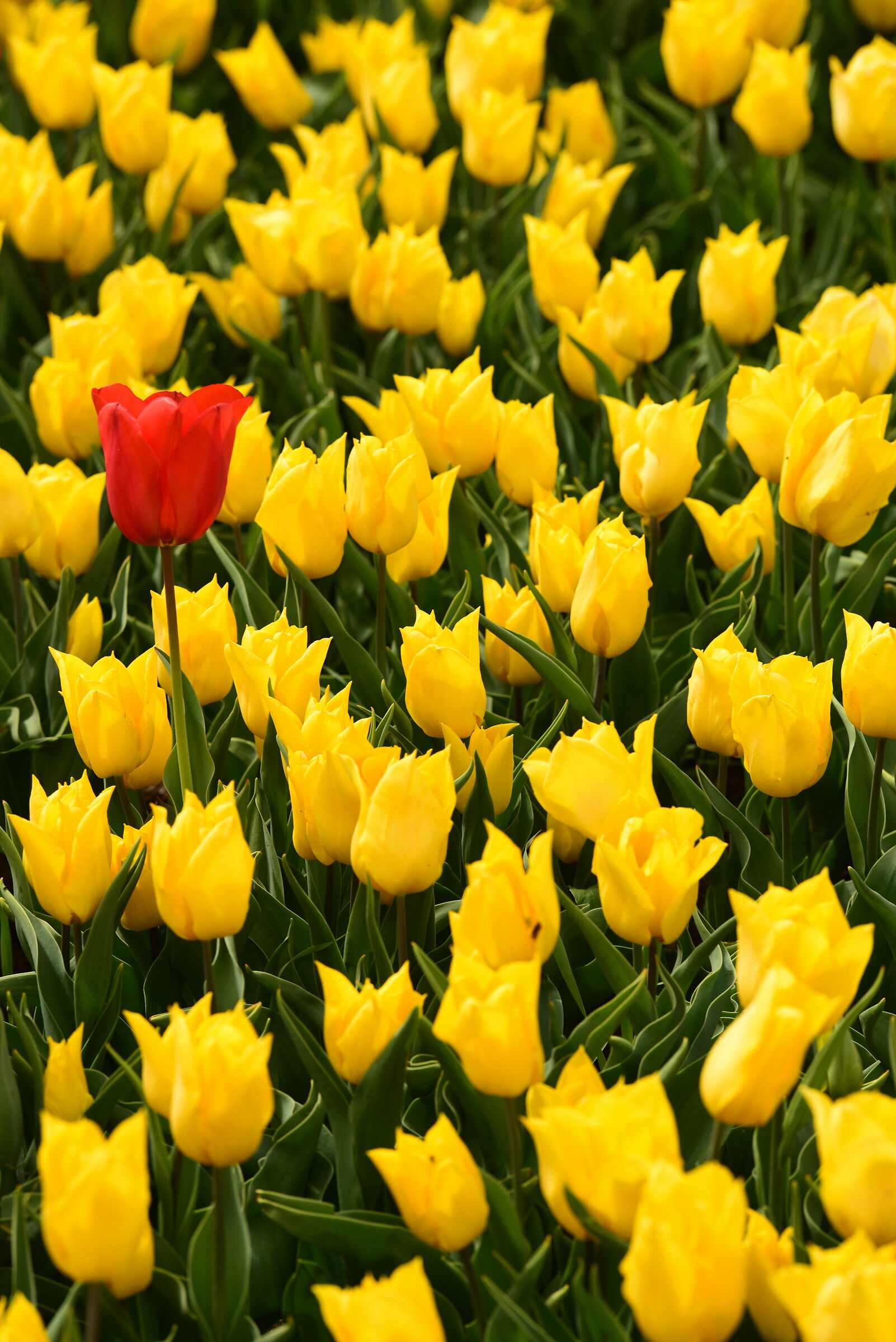 tulipani gialli .... e rosso...