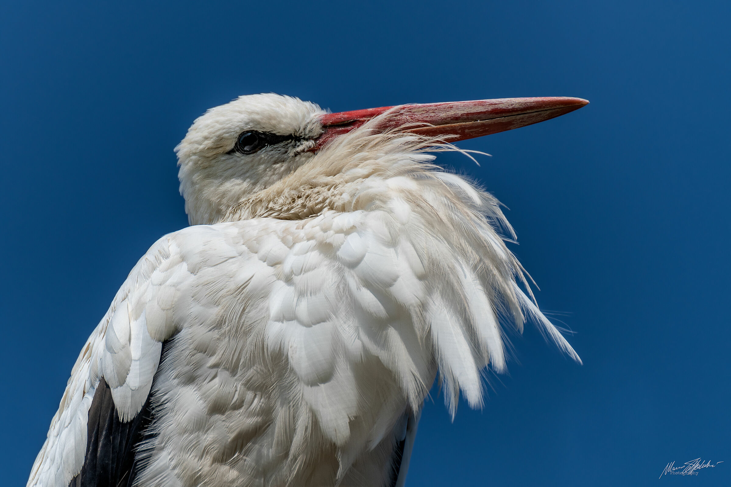 White Stork...