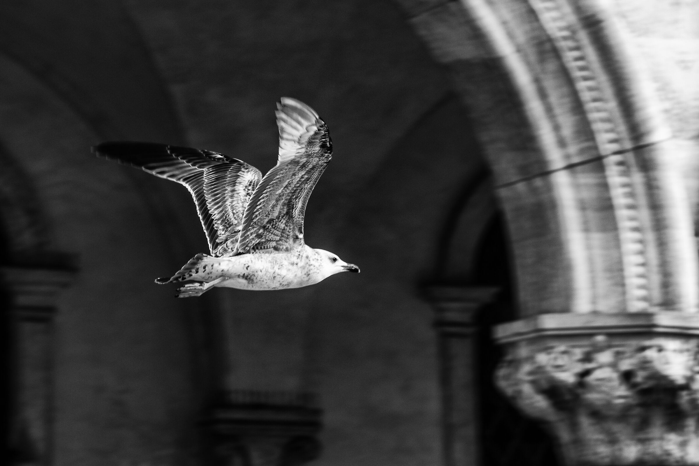 A Gull in Venice...