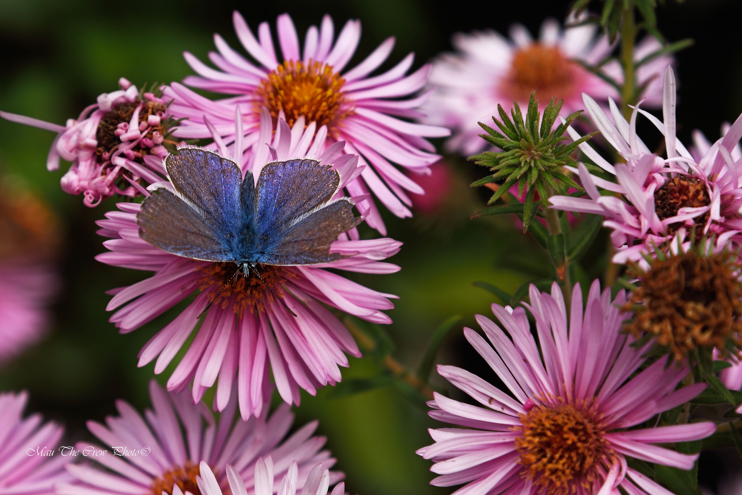 Butterfly on seven-year-olds...