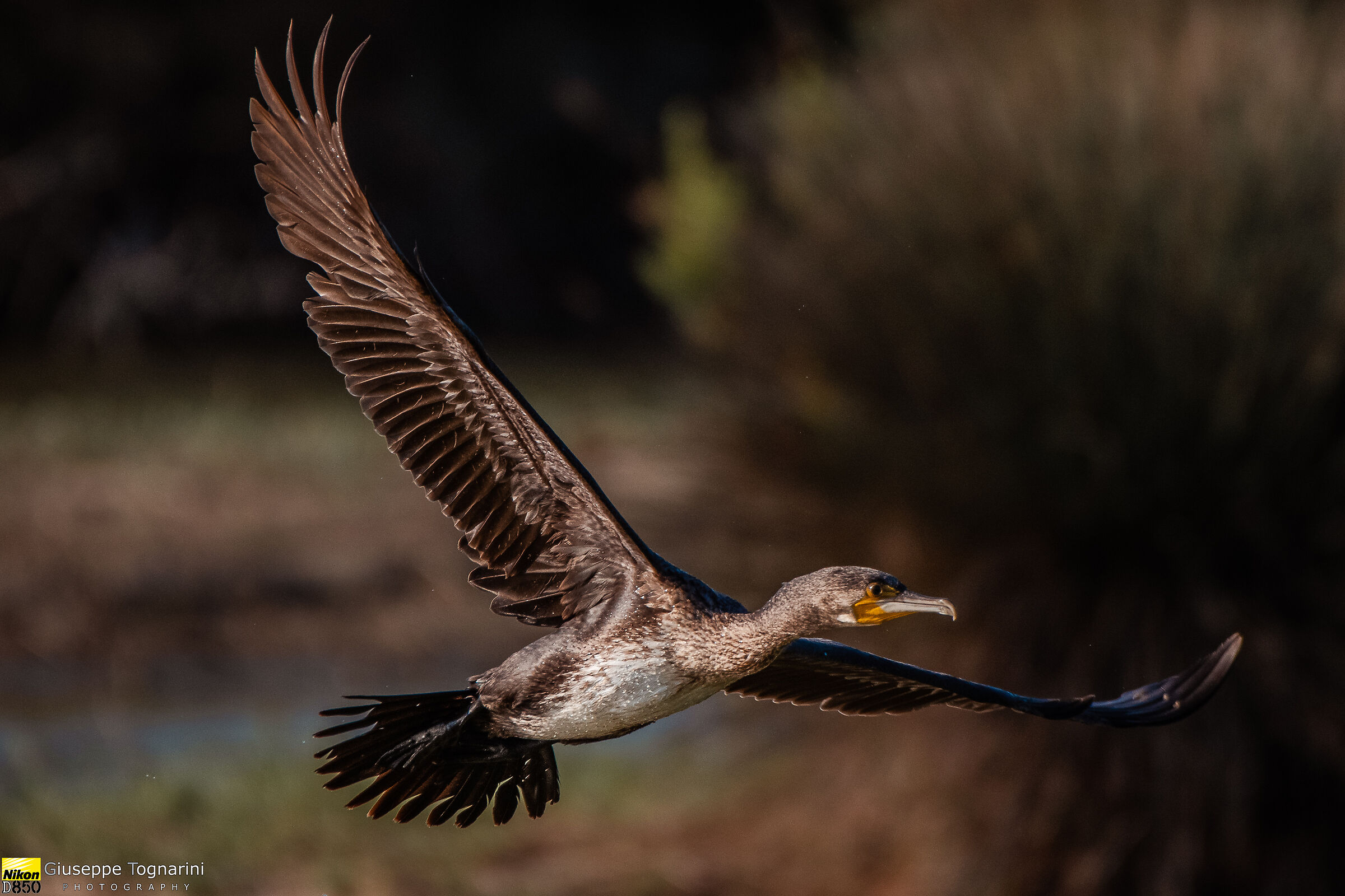 The cormorant (Phalacrocorax carbo)...